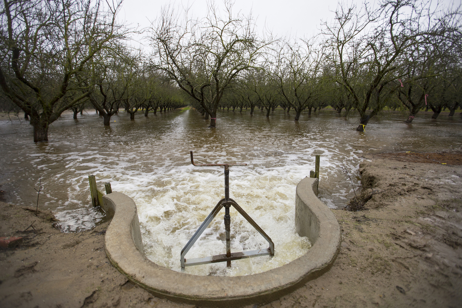 Diverted water spills into an almond orchard in Modesto, CA in November of 2016 to help recharge the aquifer beneath the field. UC Davis scientists are studying managed aquifer recharge as a solution to California's groundwater overpumping. (Curtis Jerome Haynes)