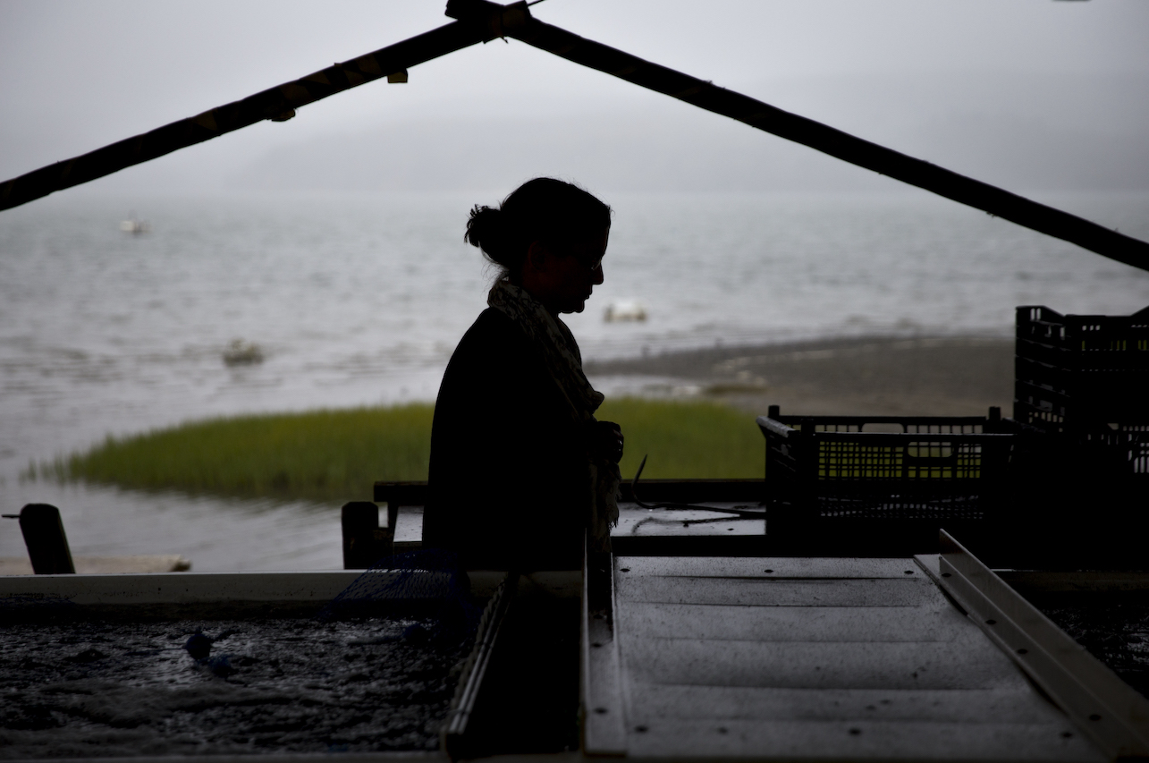 Silhouette of marine geochemist Tessa Hill with ocean in background