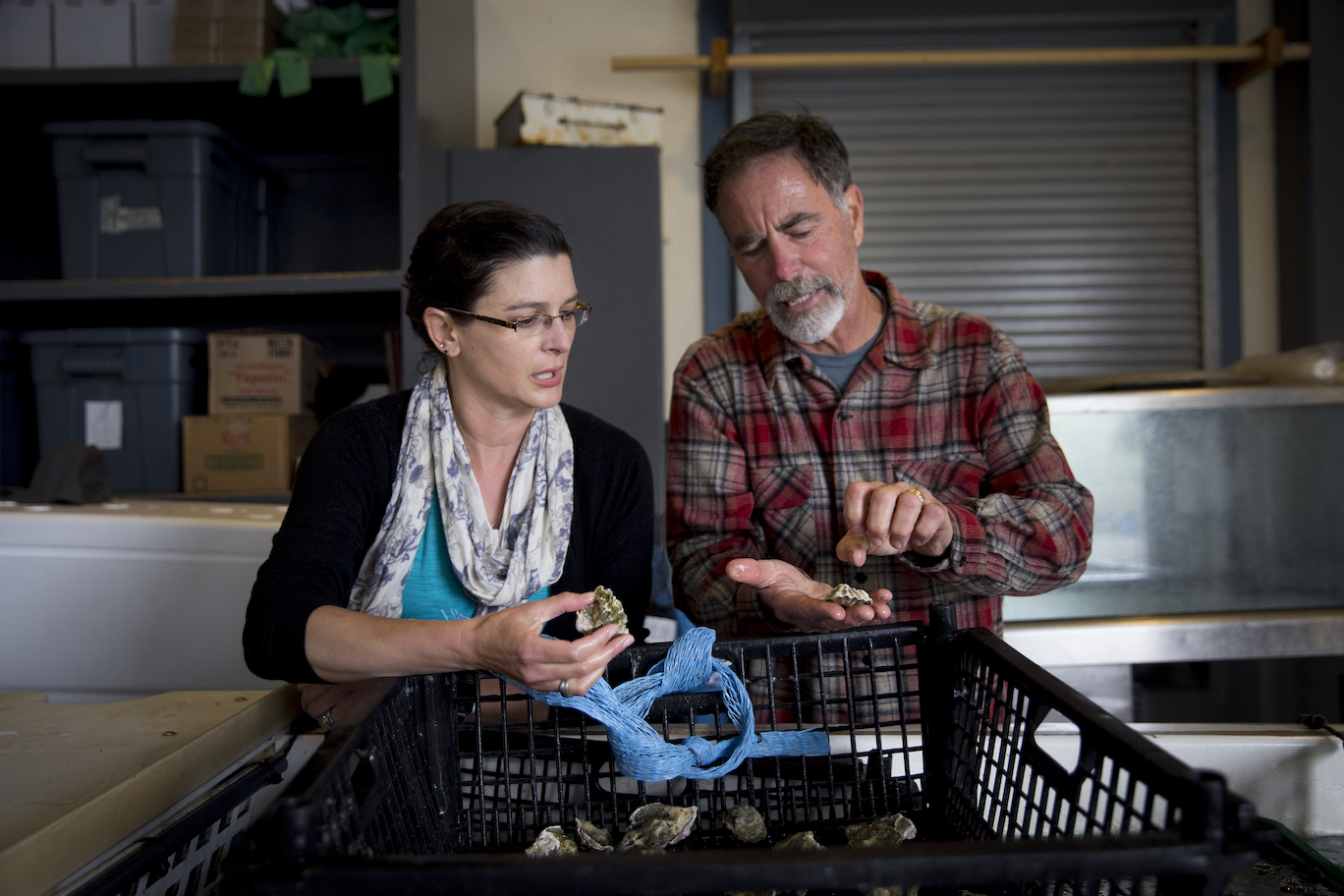 Woman in glasses and scarf and man in plaid inspect oysters 
