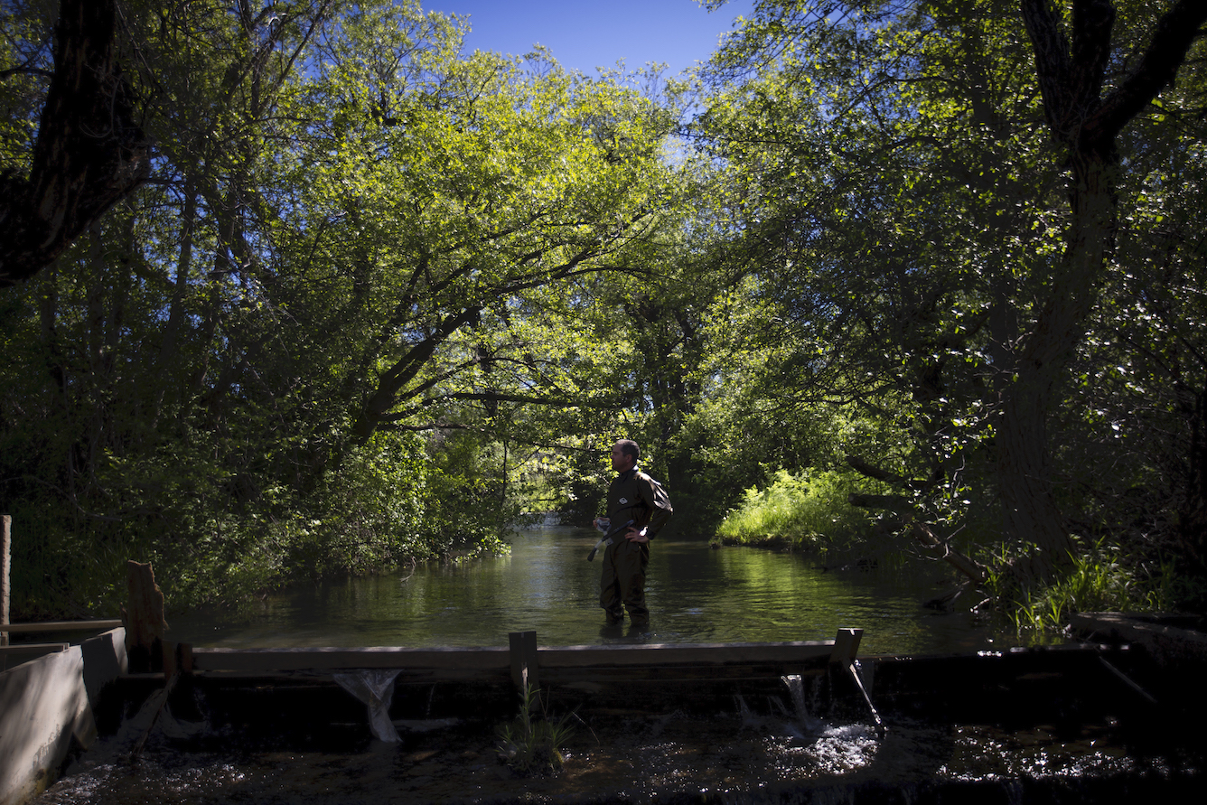 Man stands in stream under canopy of trees