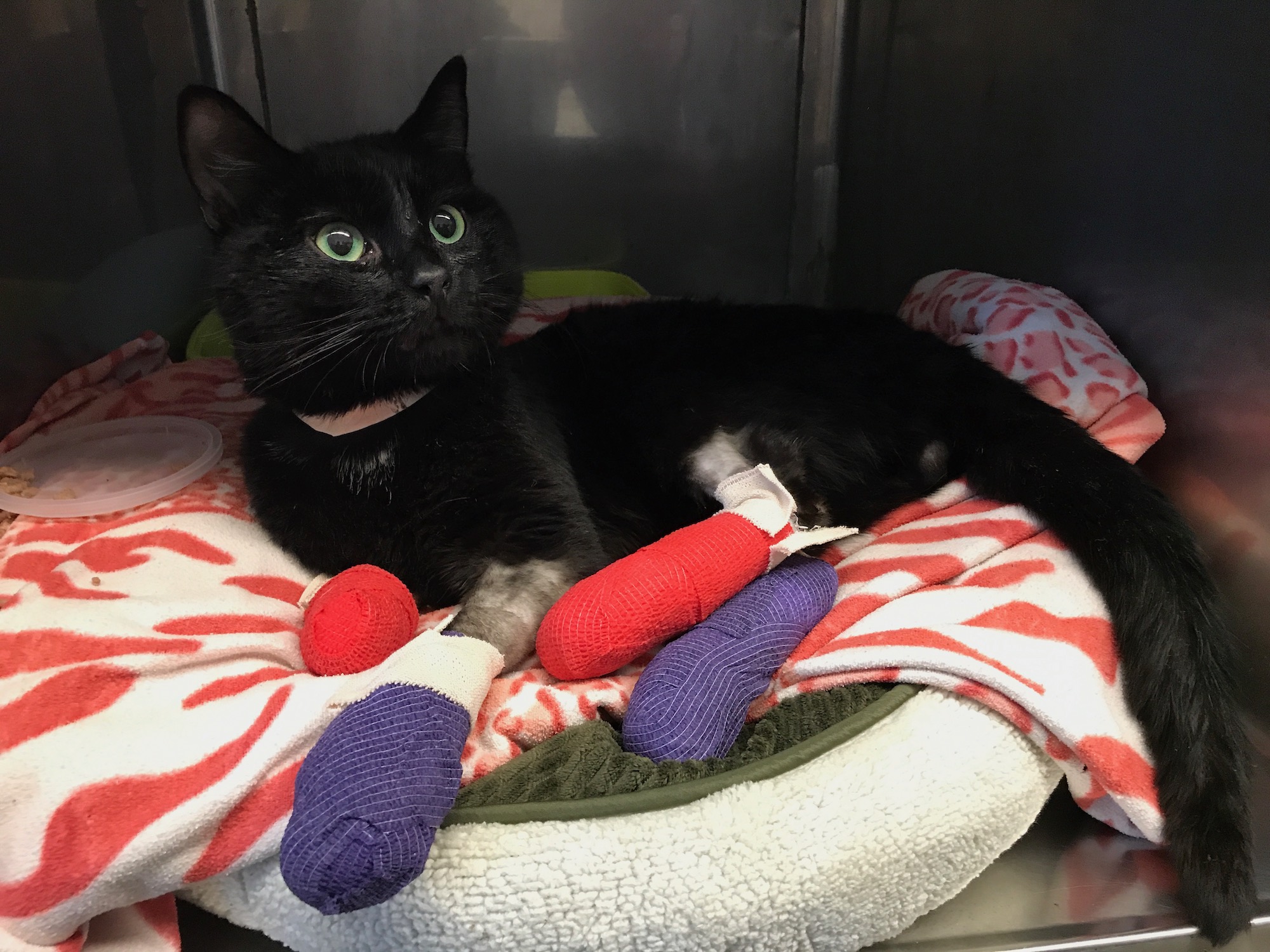 Cat receives treatment at UC Davis after suffering injuries in the Camp Fire.