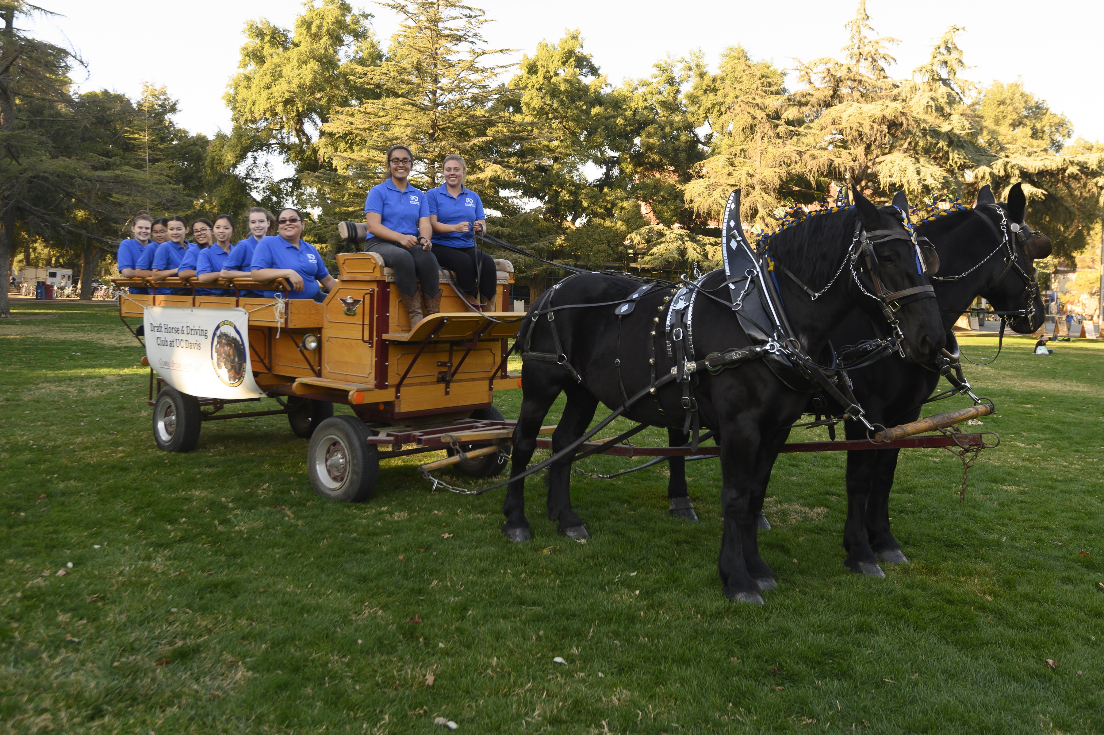 Draft Horse and Driving club teams pose for a holiday photo shoot on the quad. 
