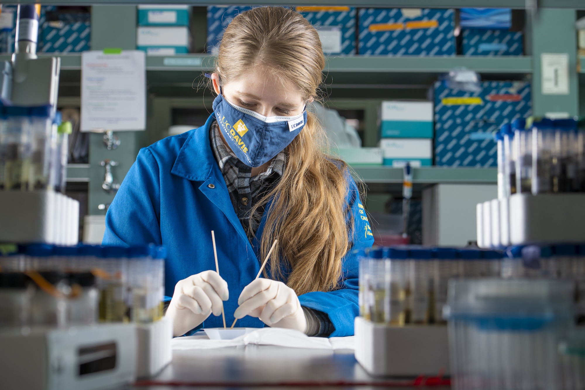 Stevi Vanderzwan, associate specialist and laboratory manager, is shown here in a lab coat, mask and gloves preparing a scat sample for DNA extraction in the mammalian Ecology and Conservation Unit of the UC Davis Veterinary Genetics Laboratory. (Don Preisler / UC Davis)