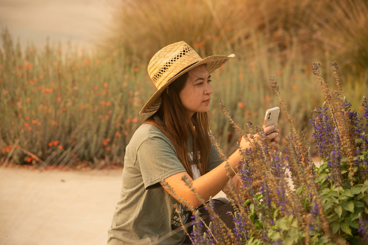 woman takes photo of salvia and pollinators in garden