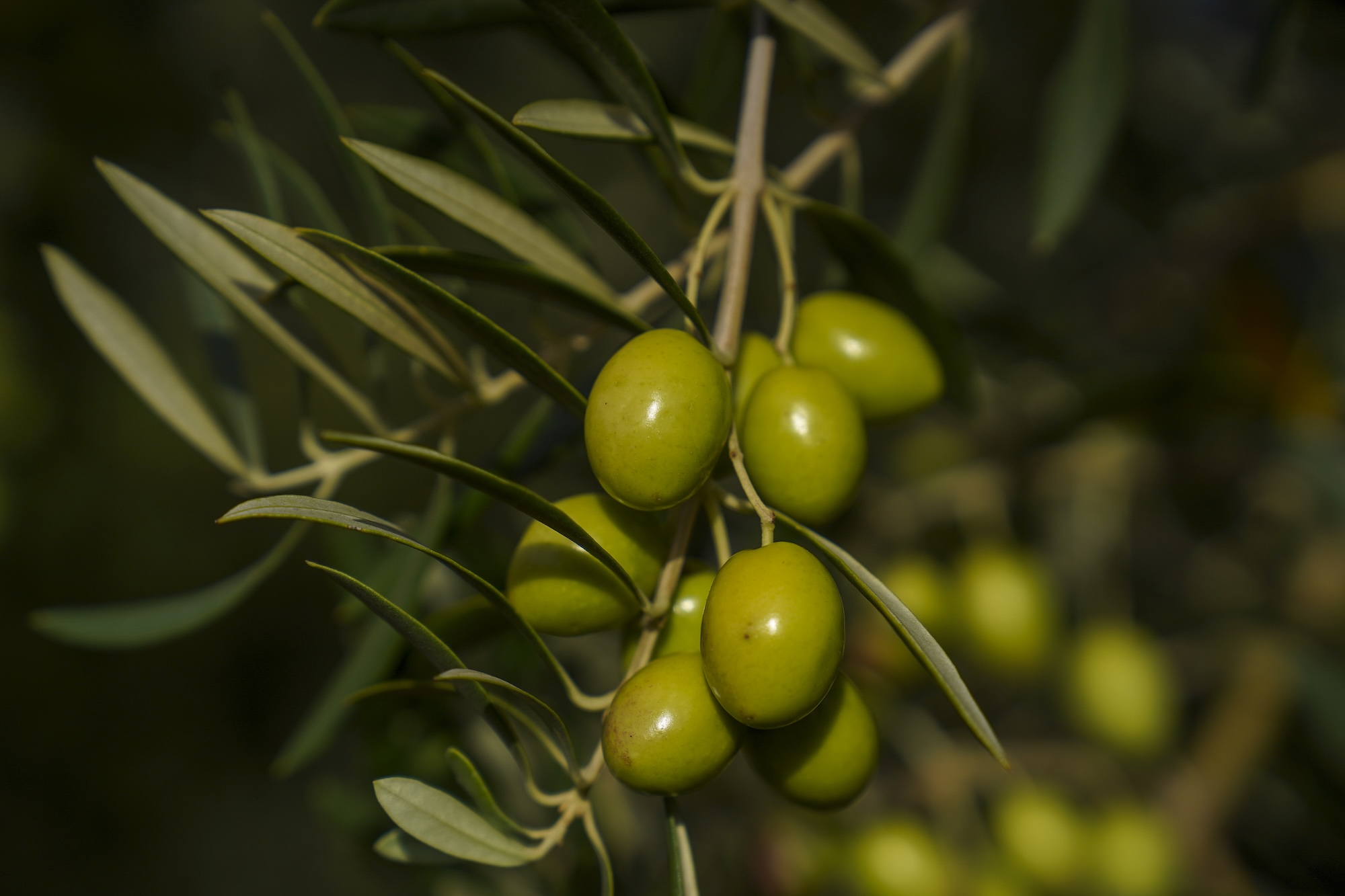 Close-up shot of green olives and stems growing on a tree. Researchers found about one-third of the nitrogen in the leaves, fruit and stems didn’t come from fertilizer but came from the soil and nutrients the trees had stored from previous years. (Karin Higgins/UC Davis)