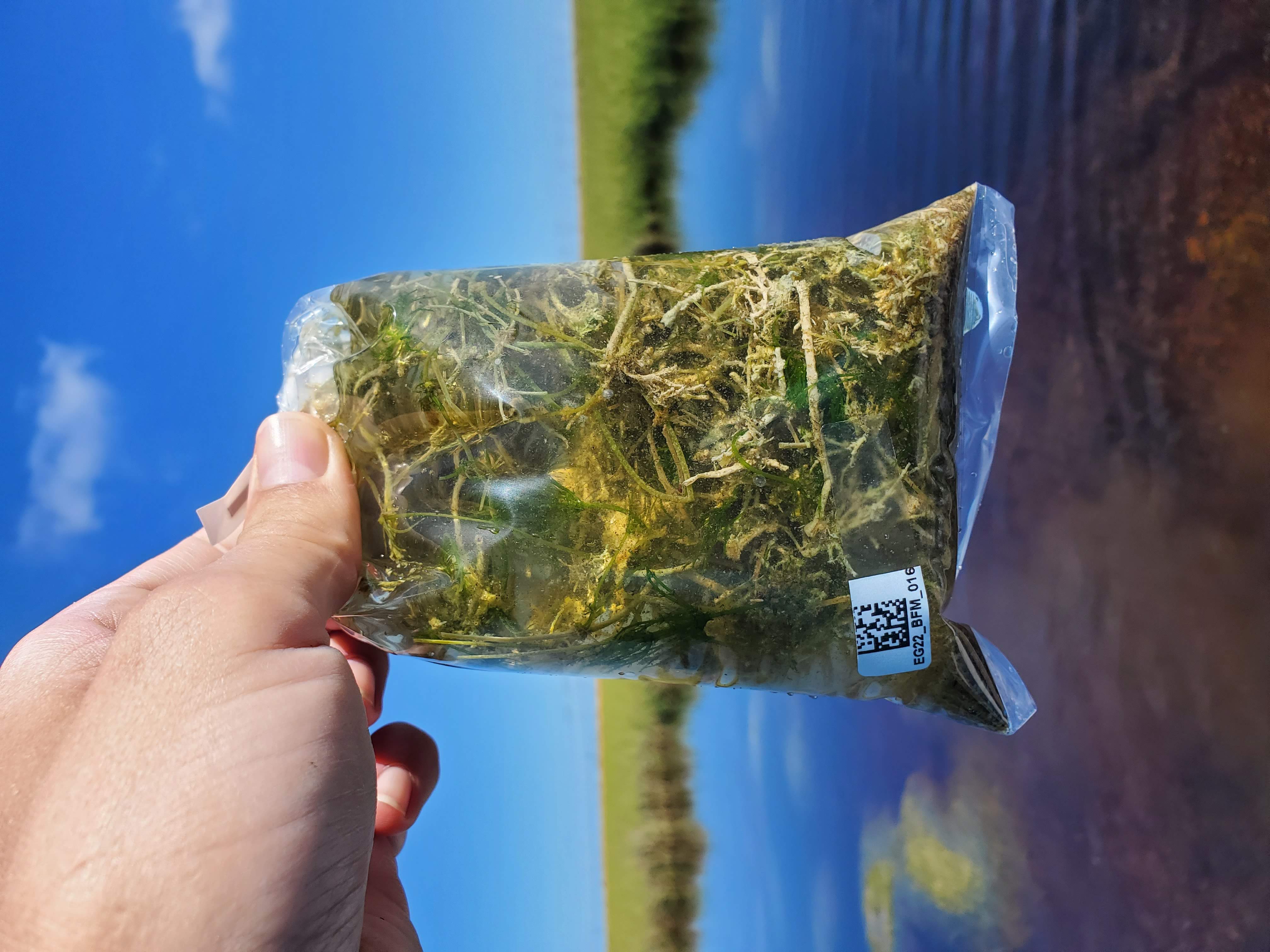 A hand holds a plastic bag of aquatic plants in center of shot with Florida Everlgades wetland in background