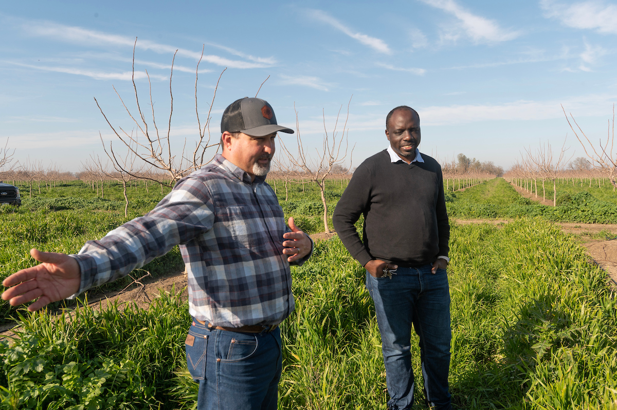 ullseye Farms orchard manager Nick Edsall, left, with UC Davis Agricultural Water Center Director Isaya Kisekka. Kisekka is researching the ability of cover crops to increase soil moisture and groundwater recharge. (Greg Urquiaga/UC Davis) They stand in a row of green cover crops in an orchard full of young pistachio trees.