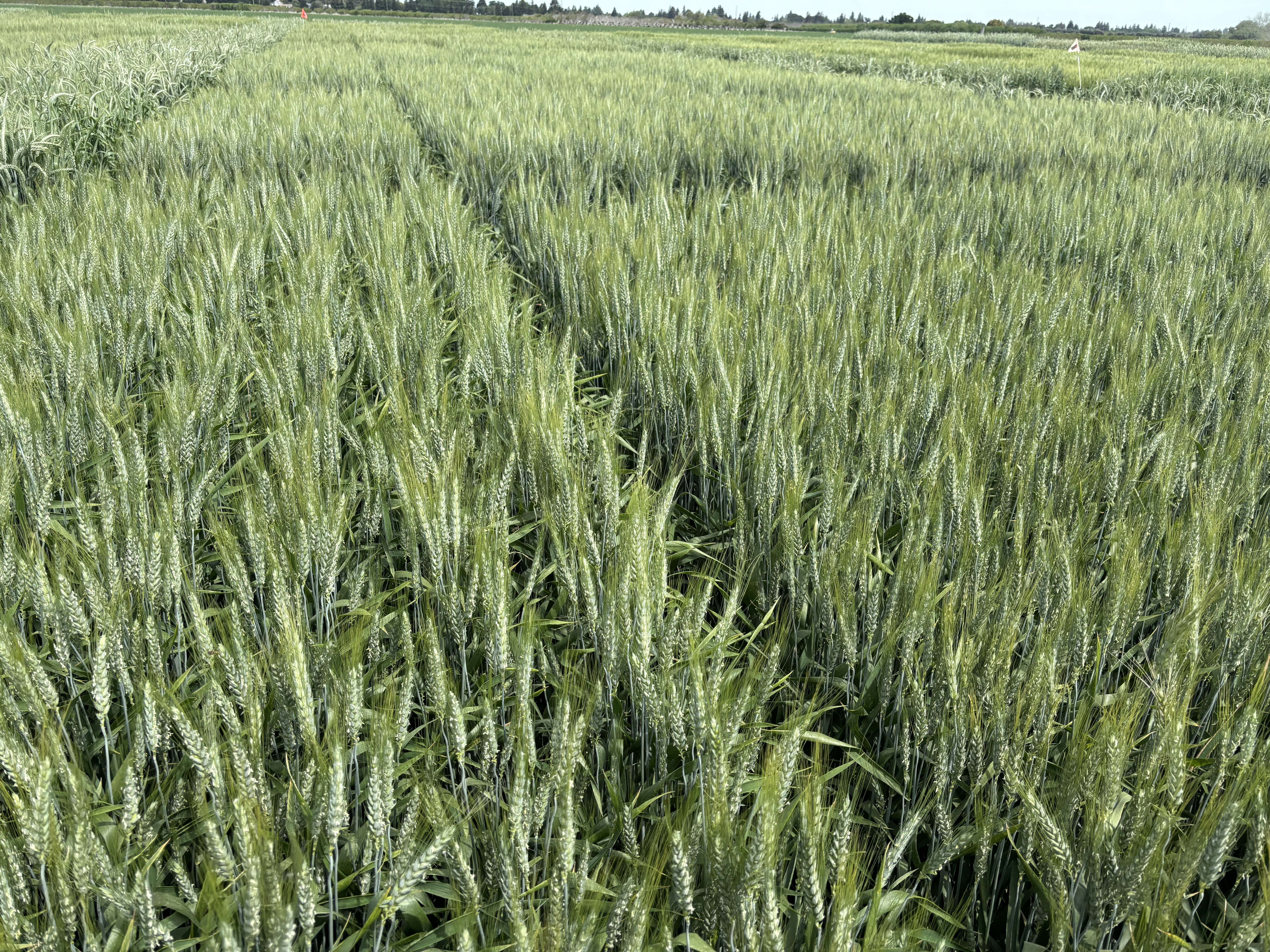 a green field of wheat
