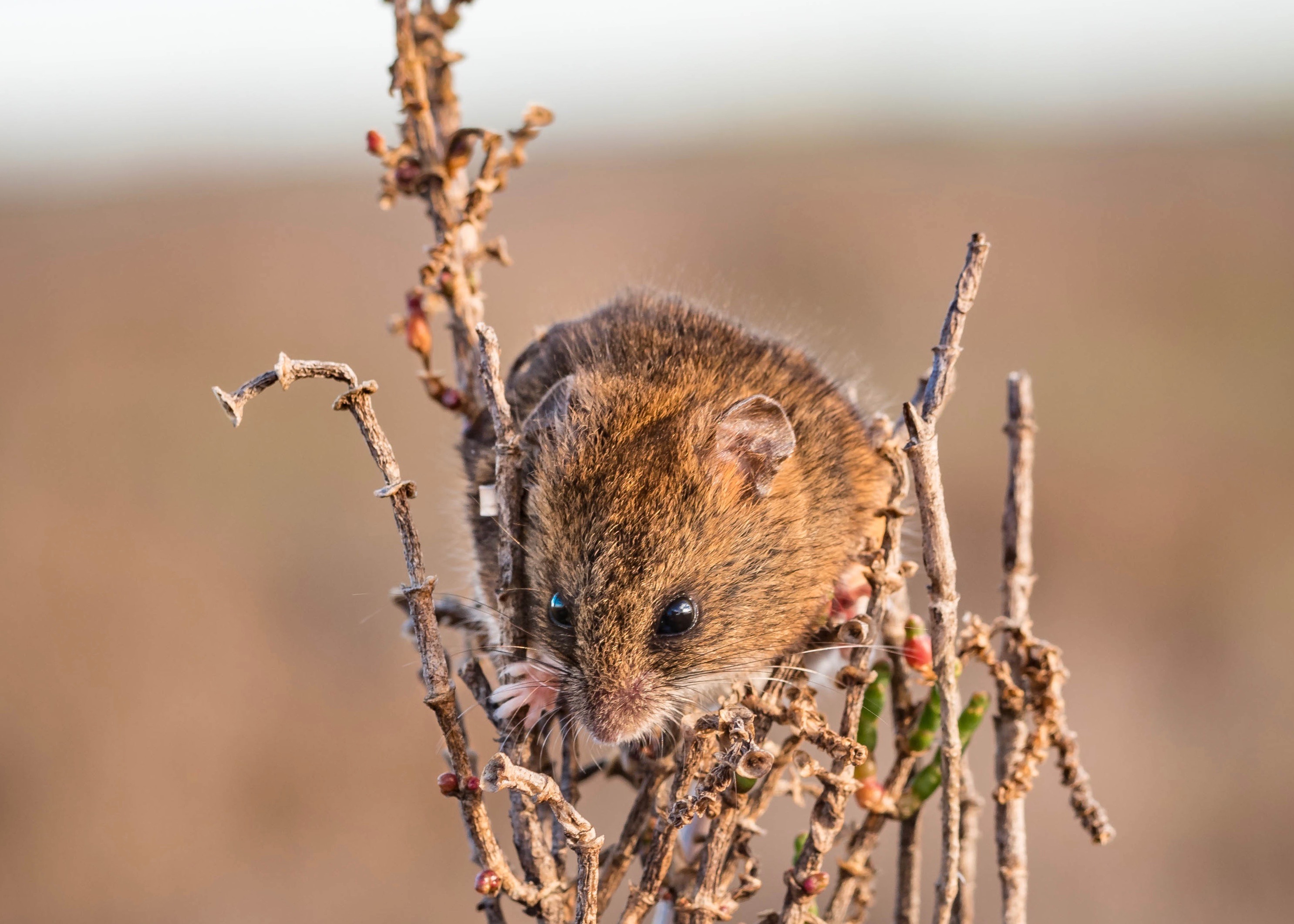 Closeup of endangered salt marsh harvest mouse on marsh plant