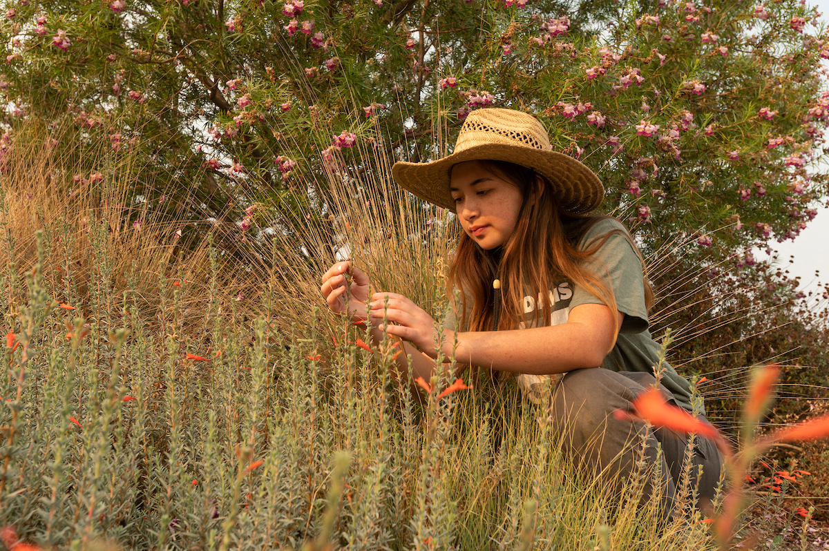 A student looks at plants in the arboretum at UC Davis.