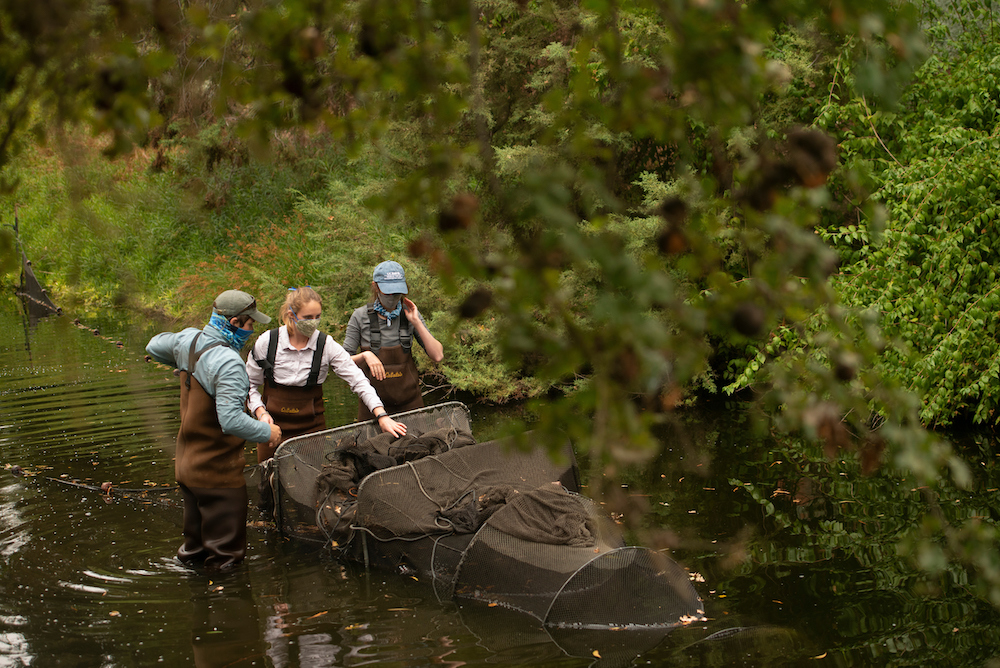 Three students in a river adjust a fish net at UC Davis.
