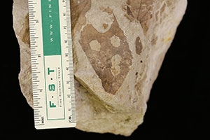 Light brown rock with outline of fossil leaf against a black background. A ruler lies across the left of the image.