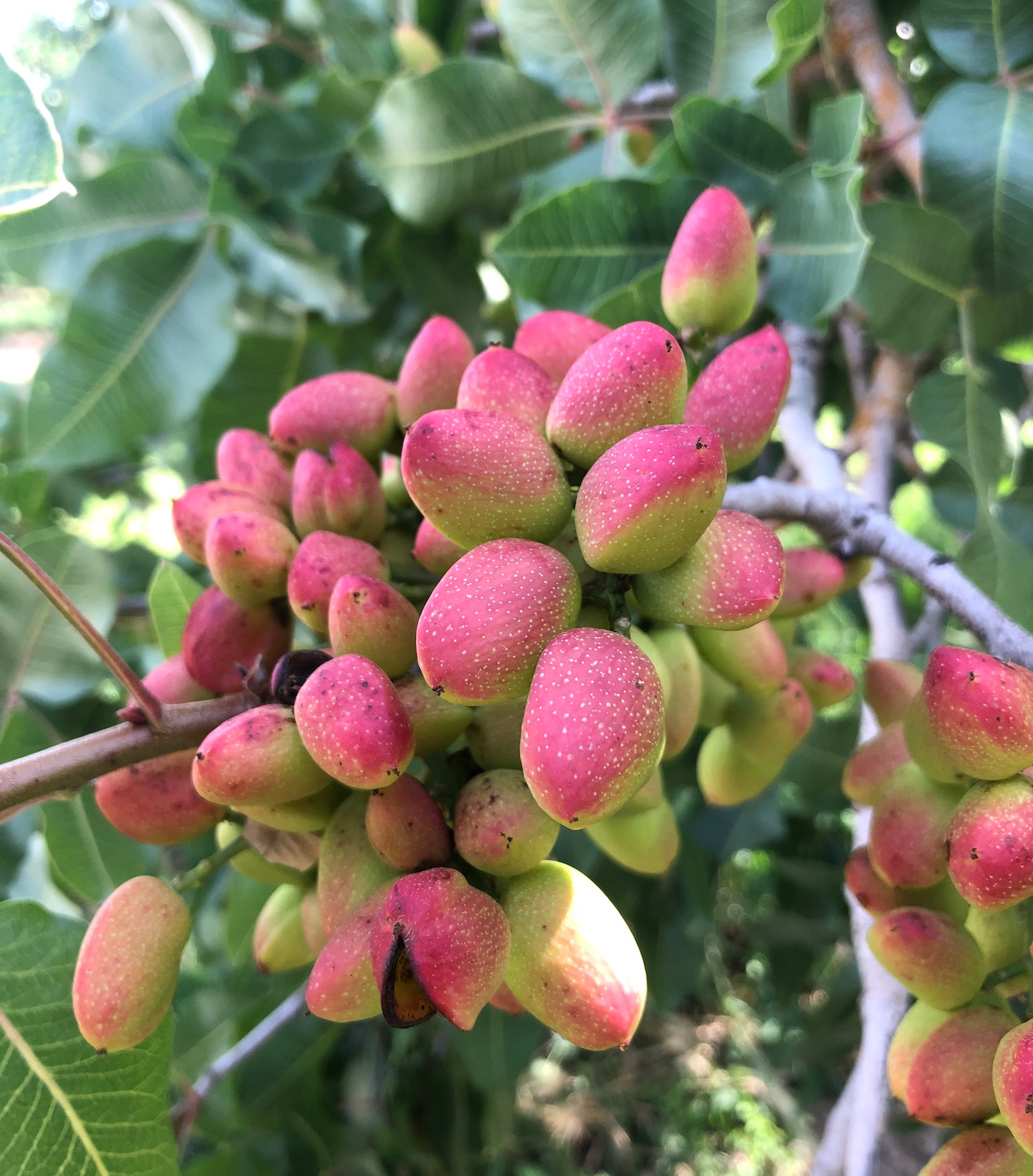 Stage IV of the pistachio’s development, when its shell begins to develop a red color, as shown here where a cluster of pistachios grow on a tree.. (Adrian Sbodio / UC Davis)