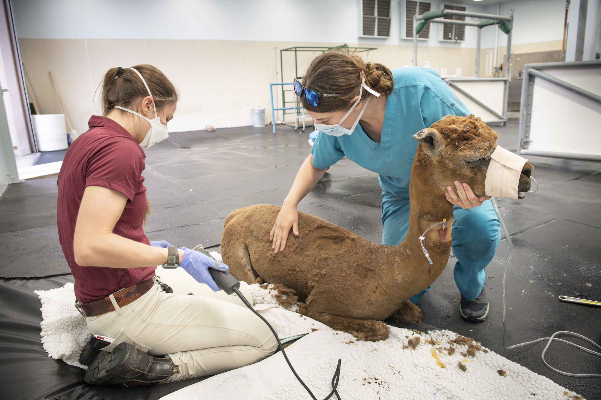 Two female veterinarians treat a brown alpaca with bandages on its face and its wildfire burns in a veterinary hospital.