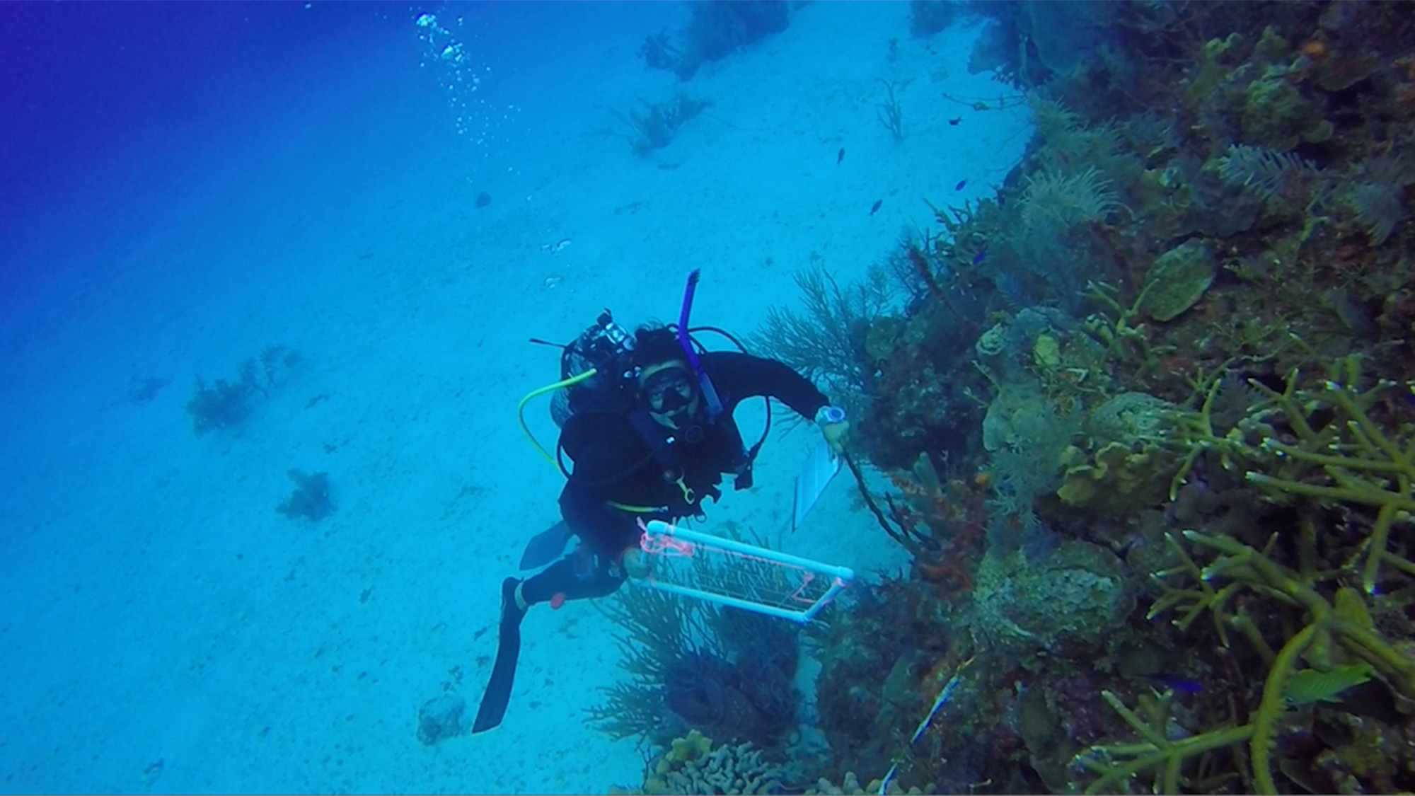 Scuba diver in blue water swimming next to coral reef