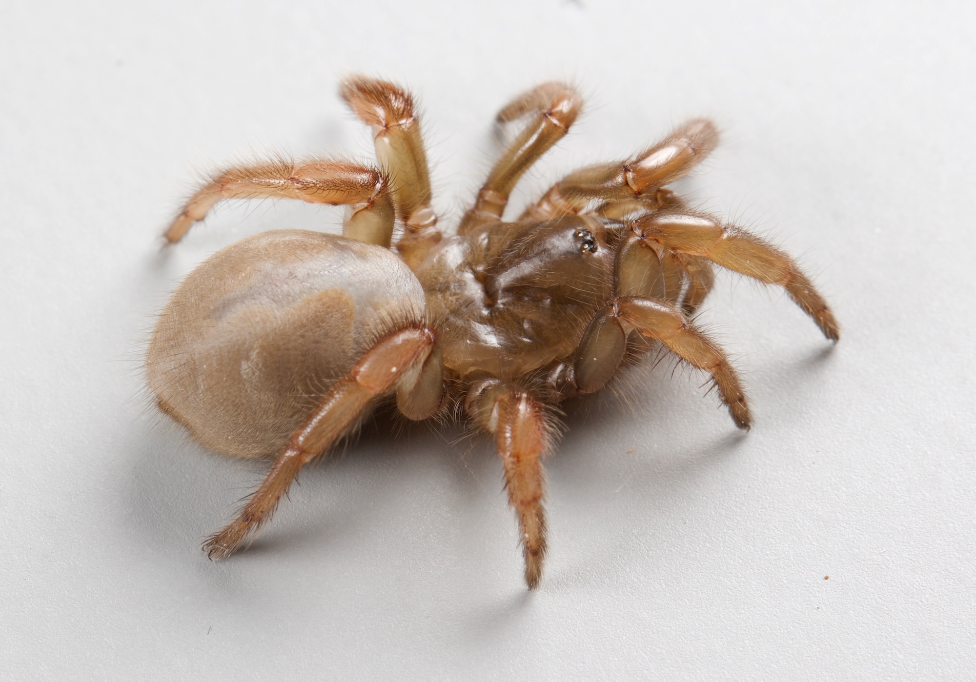 A light brown, tarantula-like, quarter-sized spider crawls across a white background. UC Davis scientists discovered the new species of trapdoor spider named Aptostichus ramirezae. (Emma Jochim/ UC Davis)