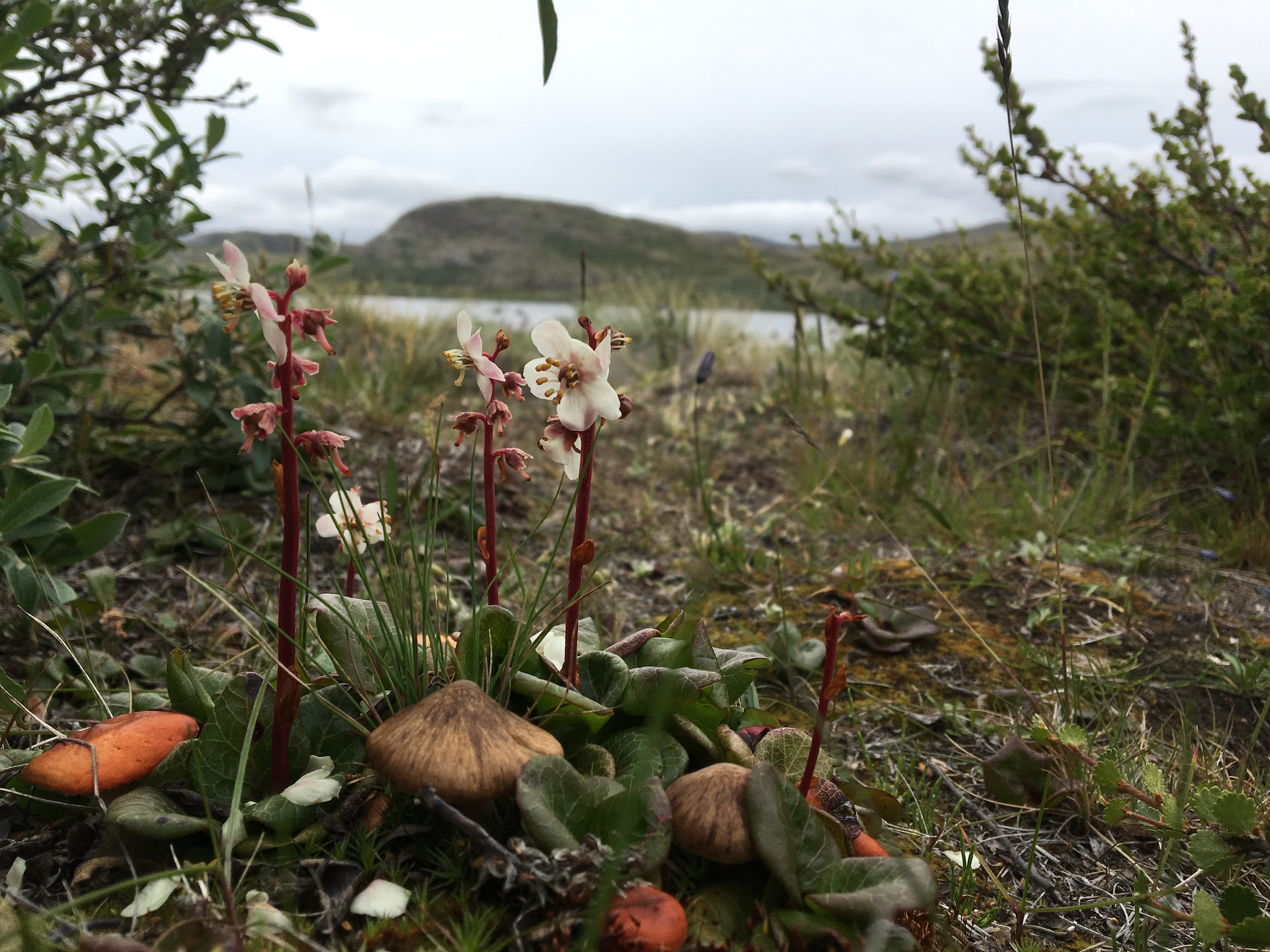Arctic wintergreen plant grows among birch and willow shrubs in foreground, in Greenland