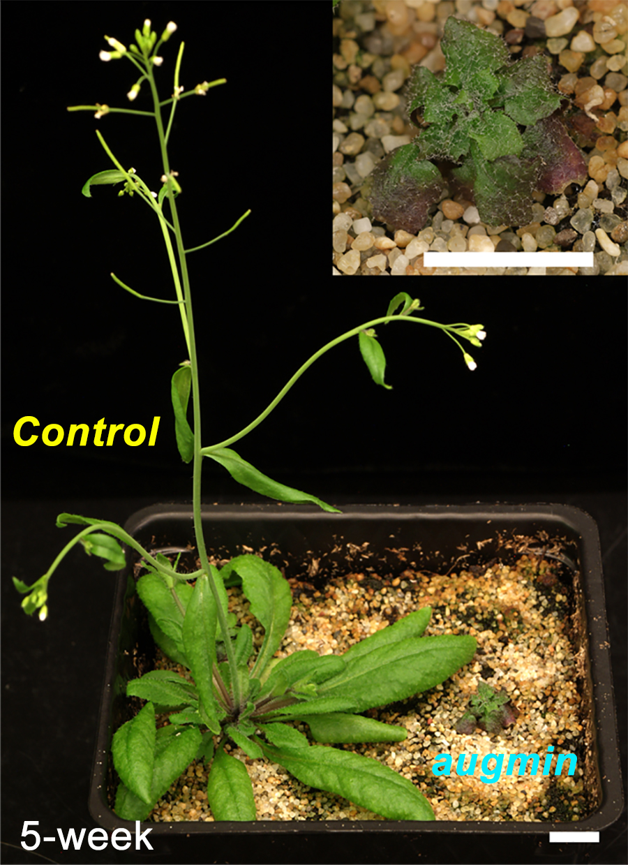 At left, a plant with large leaves at the base and a thin stem. At righ, a stubby plant with small leaves. The small plant shown magnified in an inset top right. 
