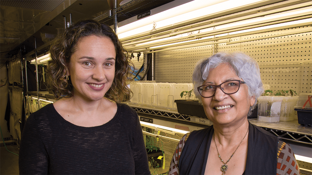 Plant scientists Siobhan Brady and Neelima Sinha. 