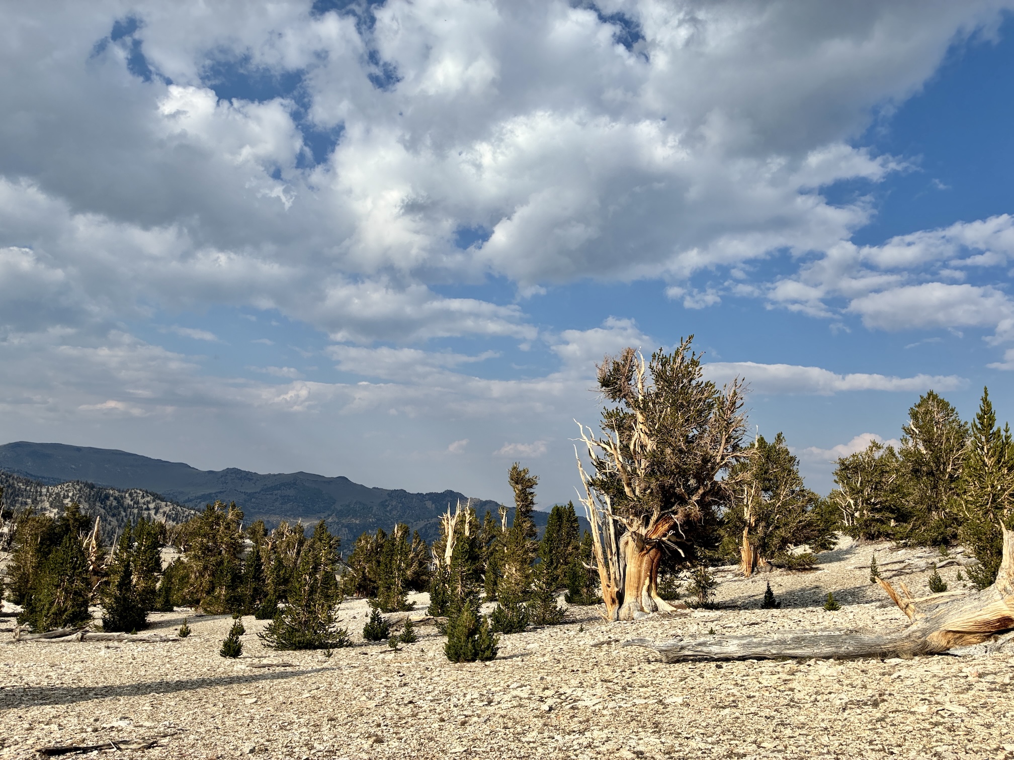 High Sierra landscape dotted with a grove of bristlecone pine trees and rocky terrain