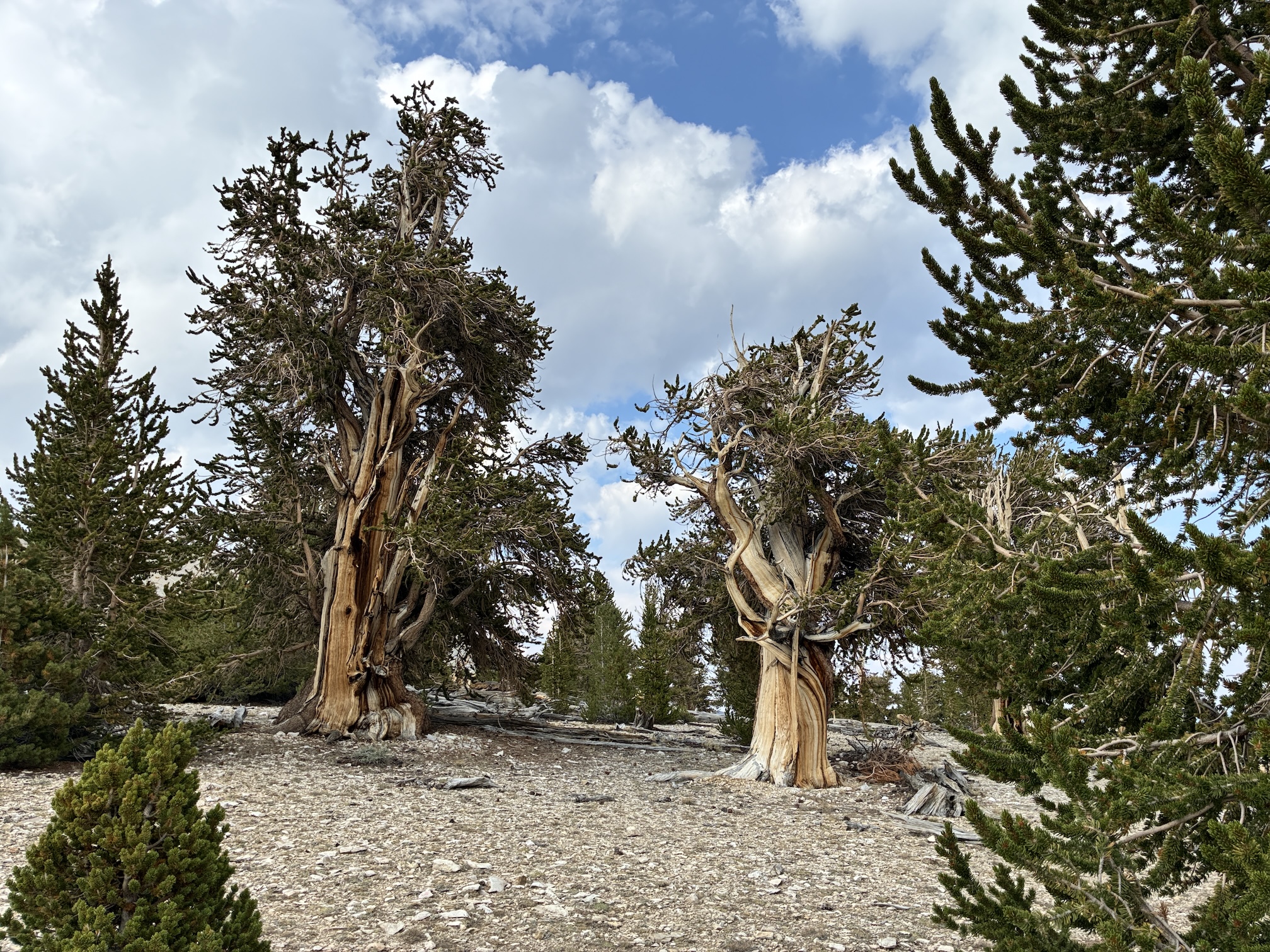 Ancient bristlecone pines stand among rocky terrain under a cloudy sky.