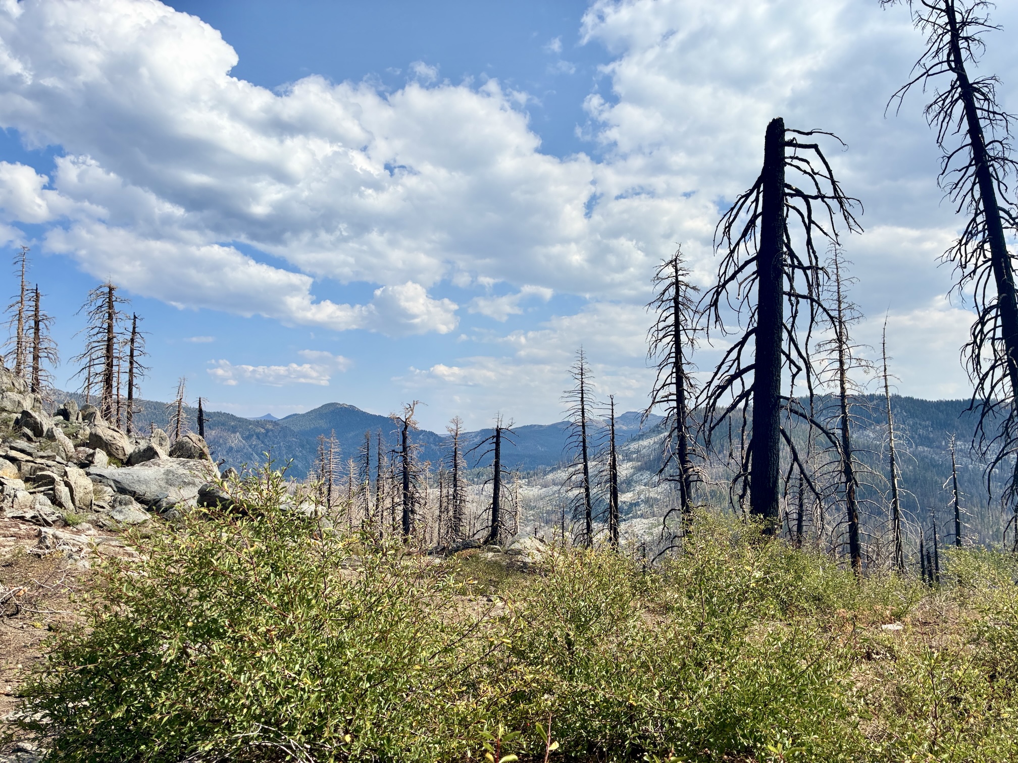 a few blackened trees rise from ground as light green vegetation grows under a sky with puffy clouds