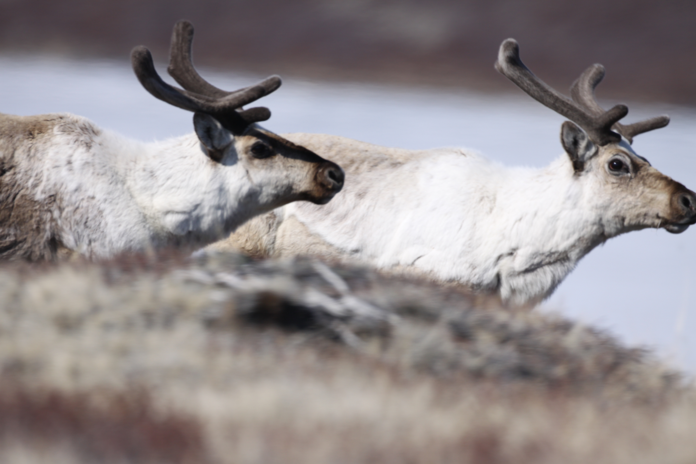 A herd of caribou in arctic Greenland.