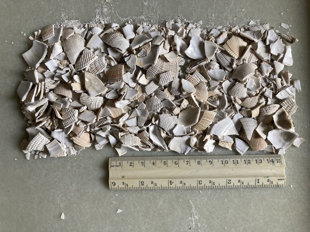 White broken eggshell fragments arranged in a rectangle above a clear 6-inch ruler on gray surface