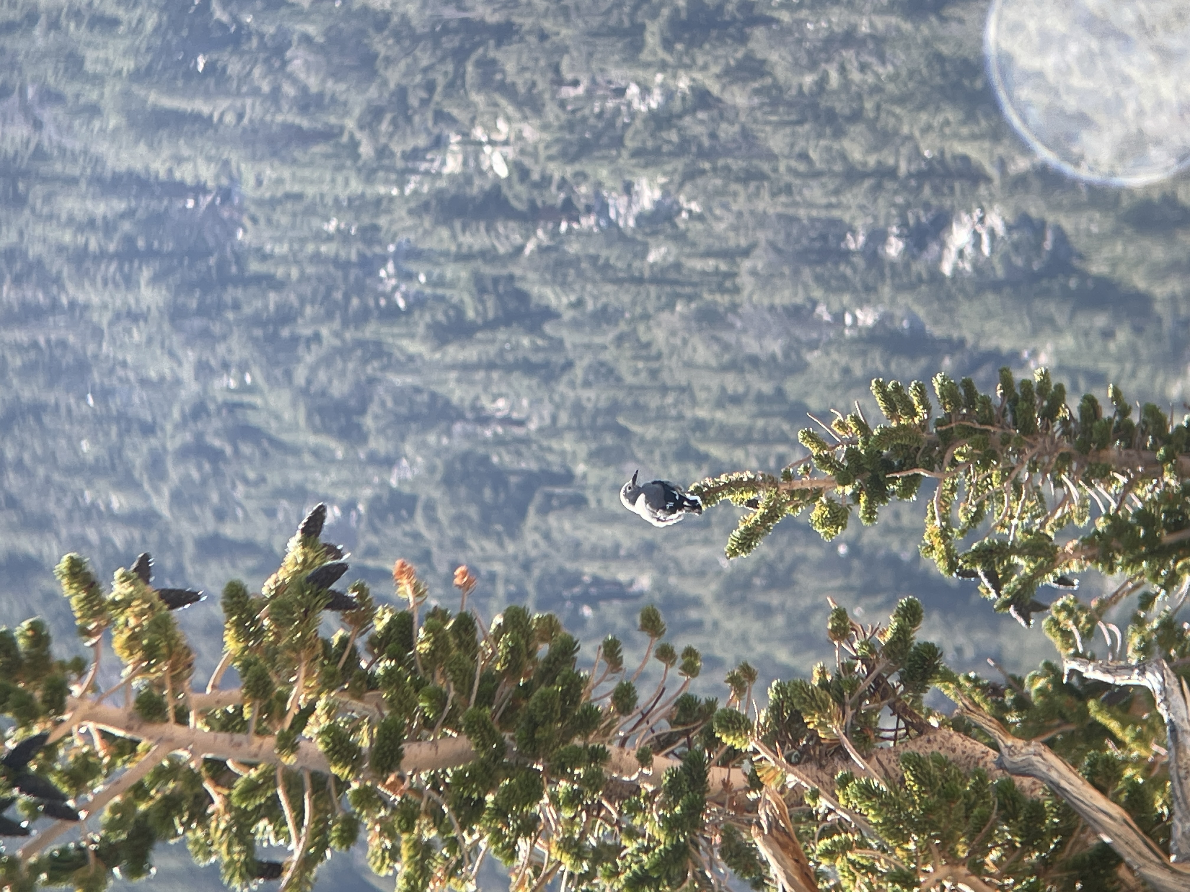 A Clark's nutcracker bird perches at the top of pine tree in the Sierra Nevada mountains