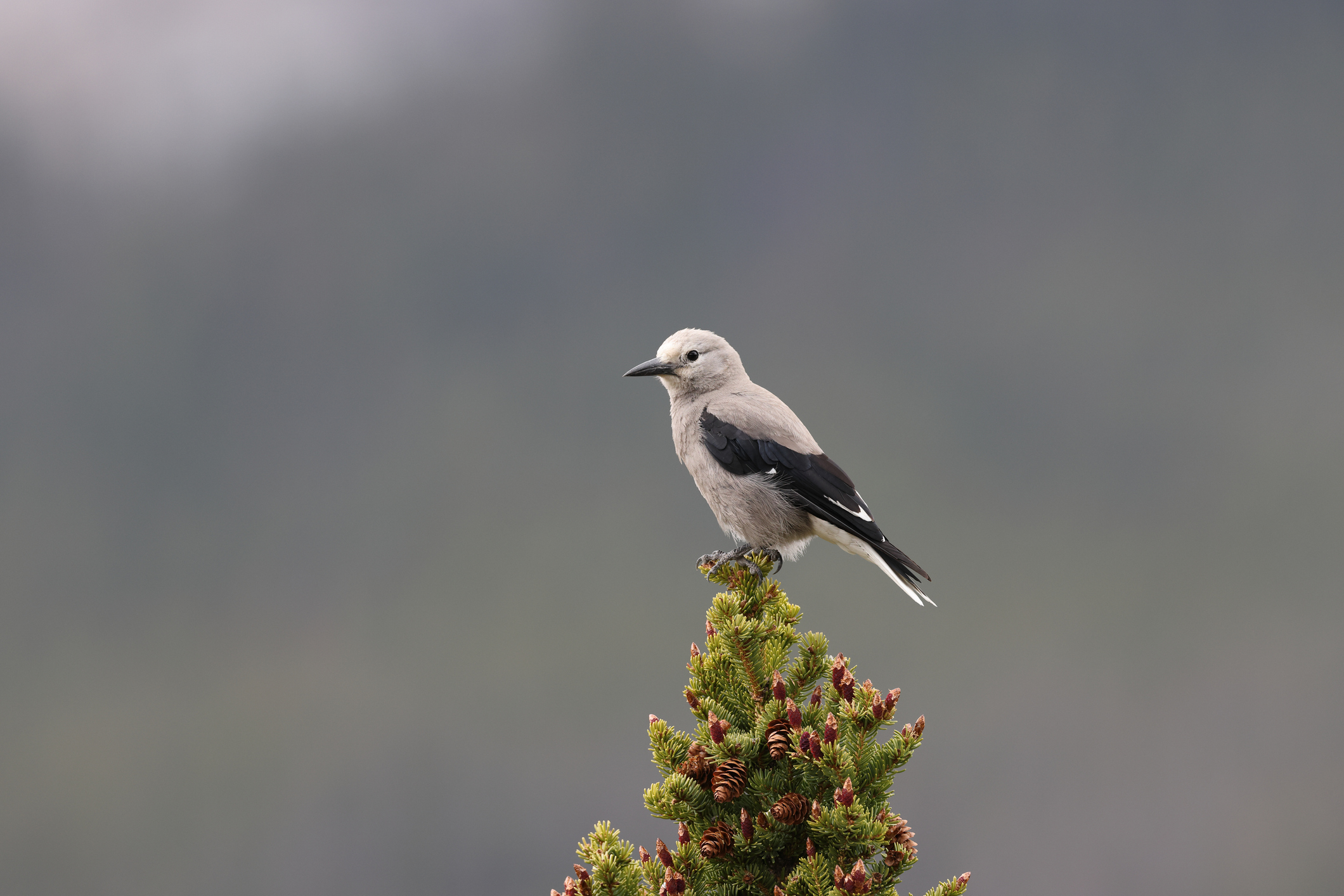 A clark's nutcracker percches on the tip of a pine tree with cones visible. The bird has a dark beak and side wings and a gray breast.