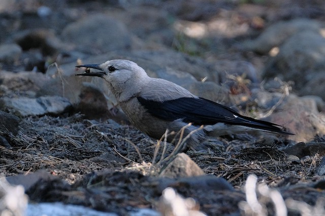 Clark's nutcracker with whitebark pine seed in its beak