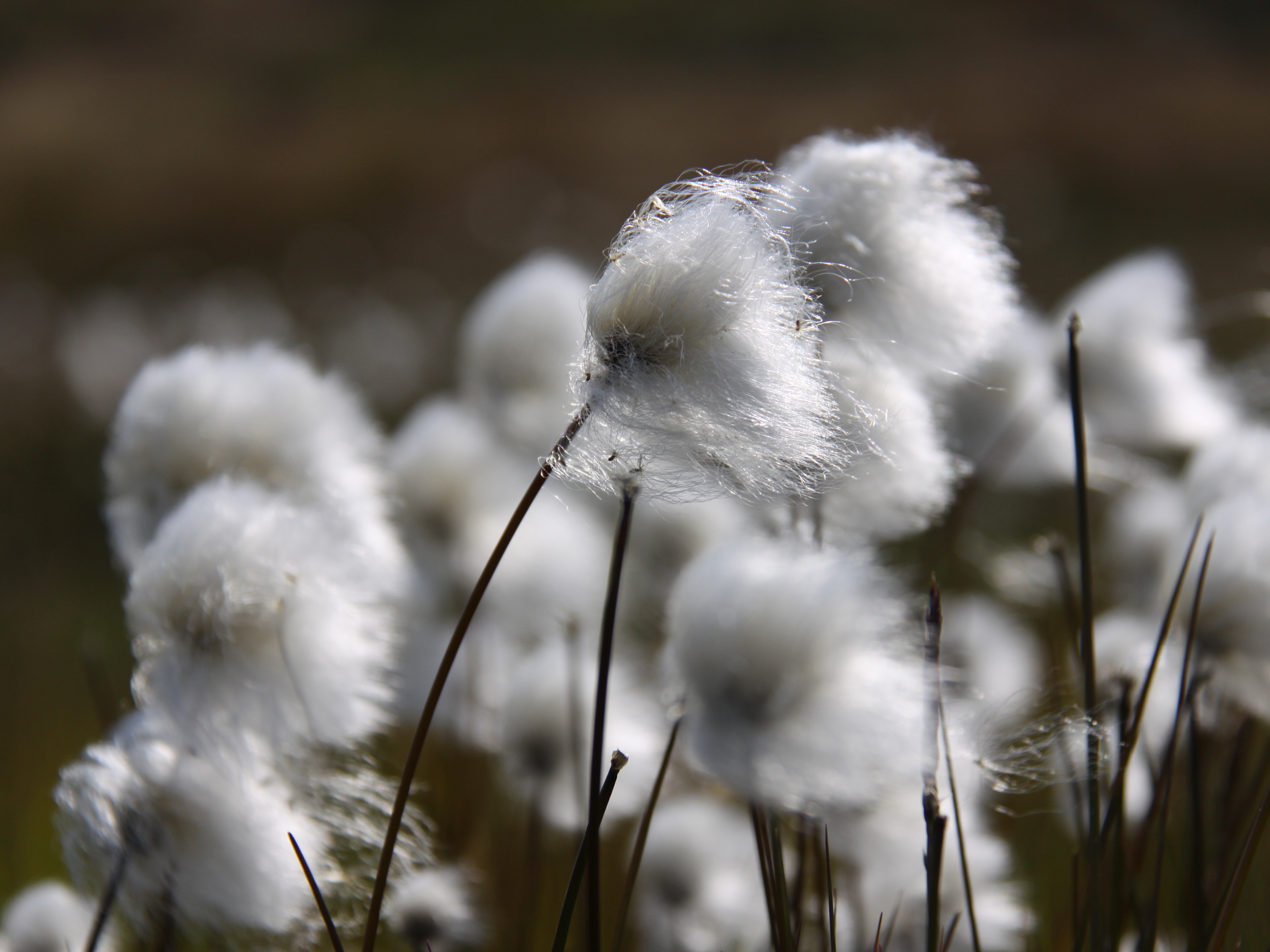 Cottongrass blows in the Greenland wind.