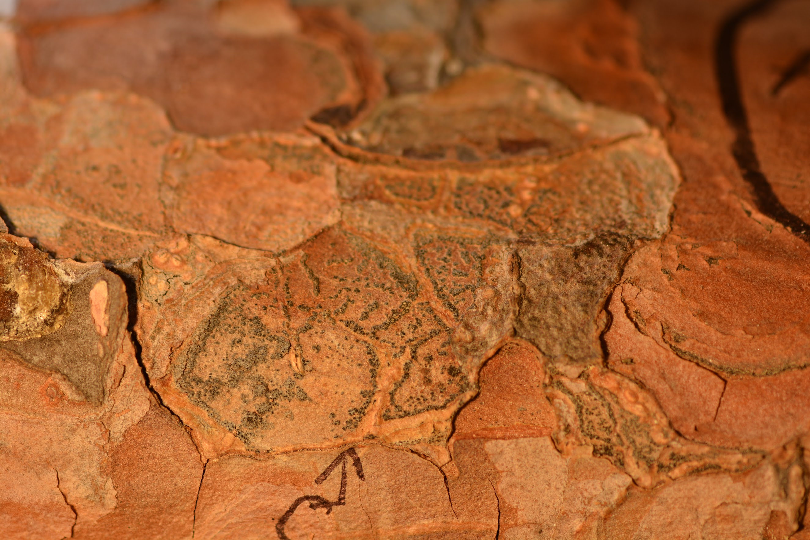 Closeup of bark showing spores of a fungal pathogen