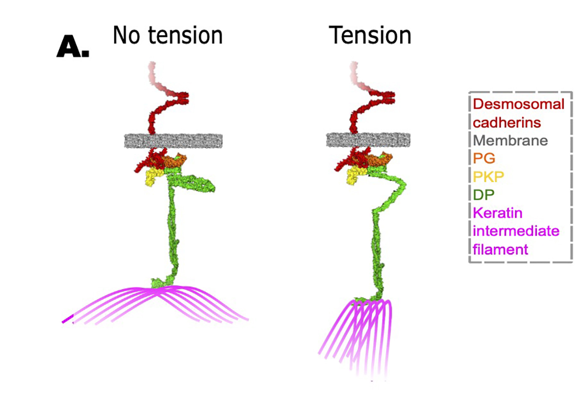 Figure shows two colored strands next to each other. Strand on right is extended compared to strand on left. Labels read "No tension" on left and "Tension" on right.