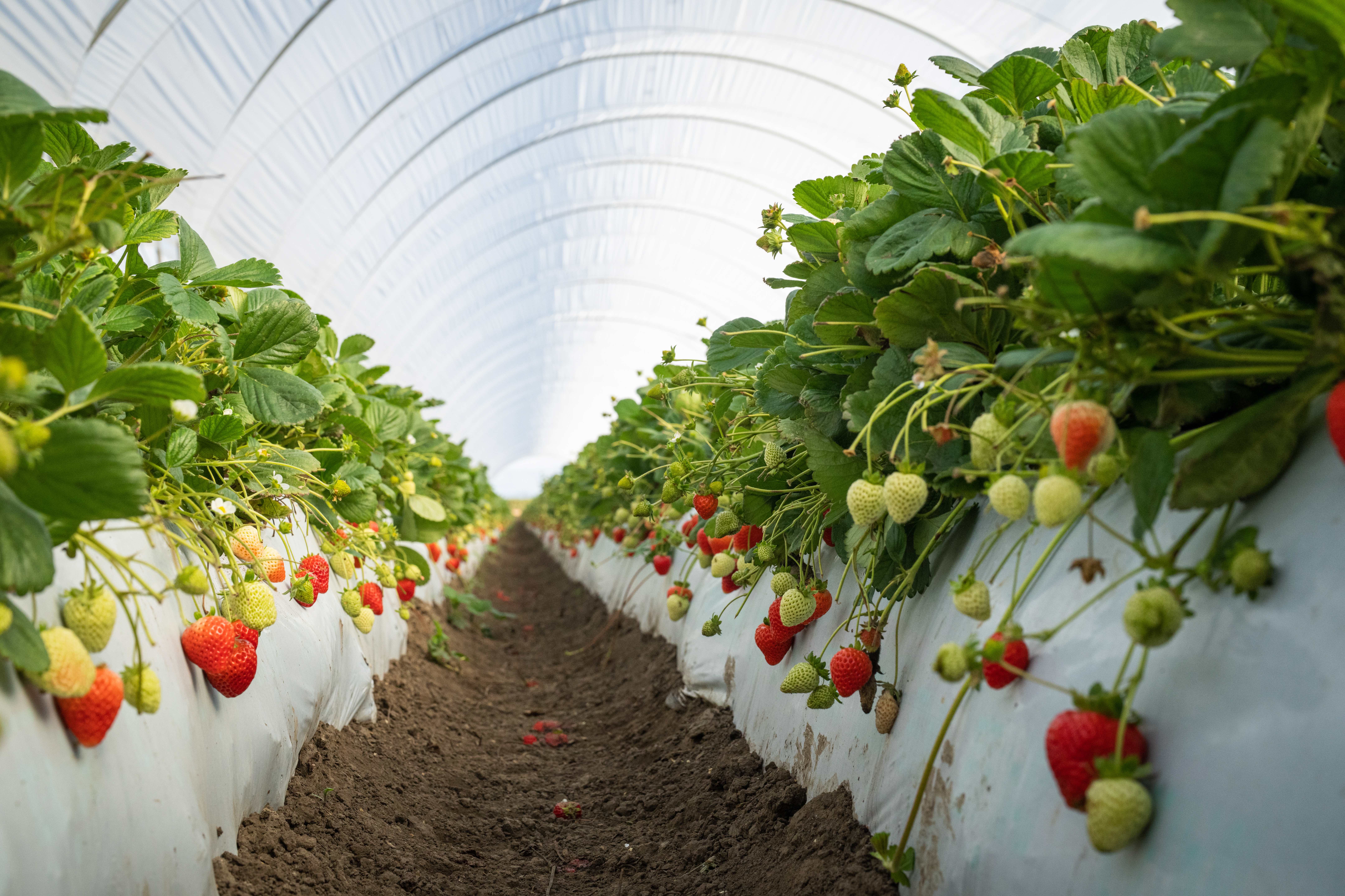 UC Davis "Eclipse" strawberries shown growing in rows inside a greenhouse in Santa Maria, CA.