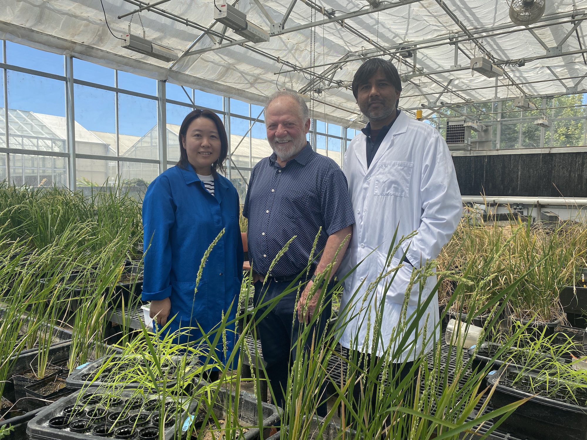 Eduardo Blumwald, center, is a distinguished professor in the UC Davis Department of Plant Sciences. He stands in a greenhouse surrounded by rice plants with lab members Hiromi Tajima, left, and Akhilesh Yadav. They have been working to develop wheat and rice that can stimulate bacteria in the soil to produce nitrogen the plants can use for fertilizer. Here, rice grows in their greenhouse on campus. (Trina Kleist/UC Davis)