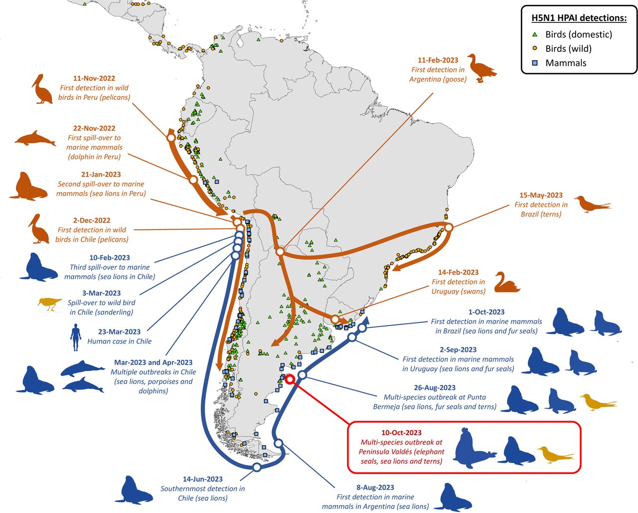 Map of Argentina with icons of marine mammals and birds. The pathways of the spread of the H5N1 virus and significant events of the avian and marine mammal clade viruses are shown with dark orange and dark blue lines, respectively.