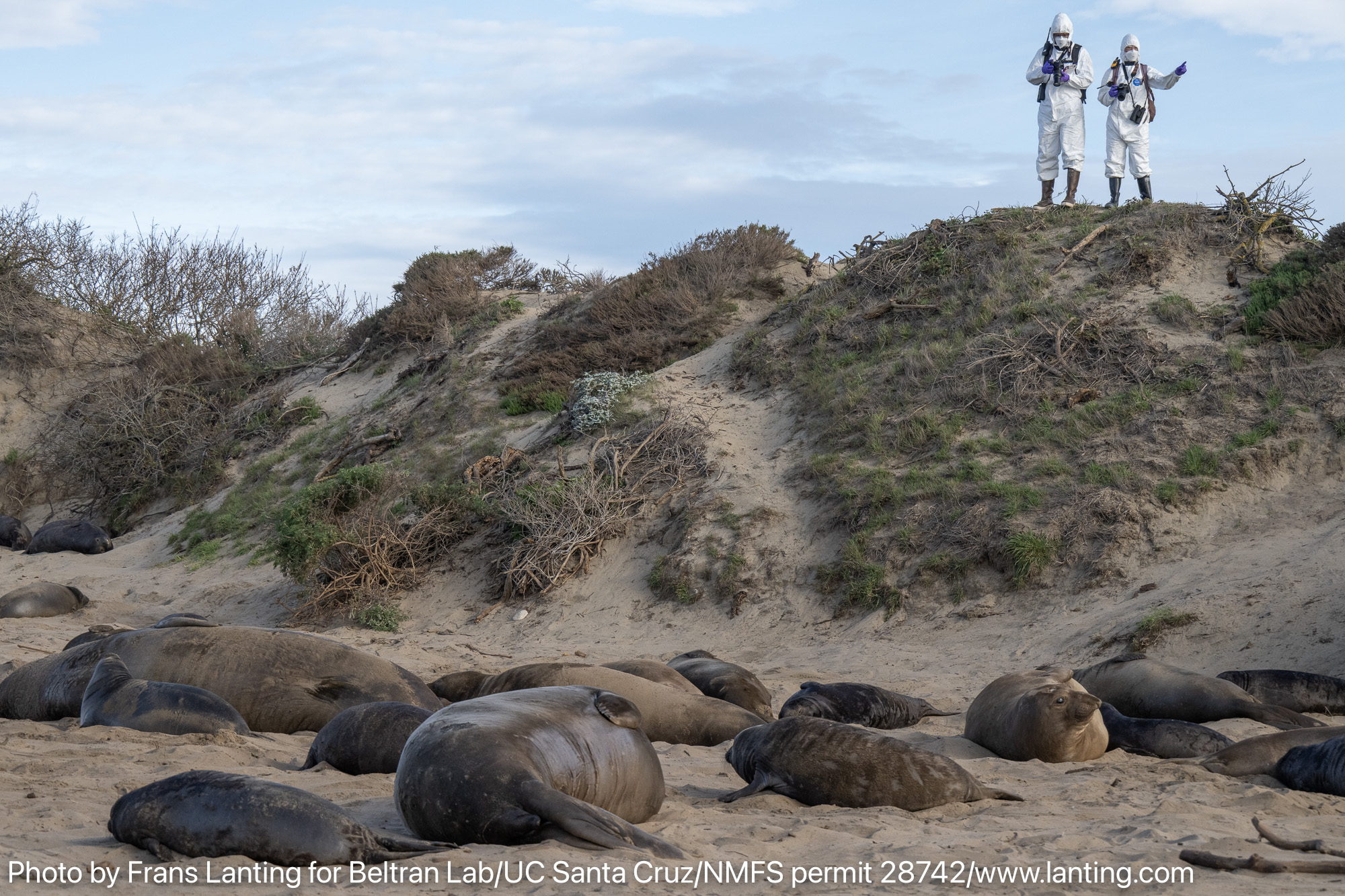 Two figures in white protective suits stand on a grassy hill overlooking resting seals.