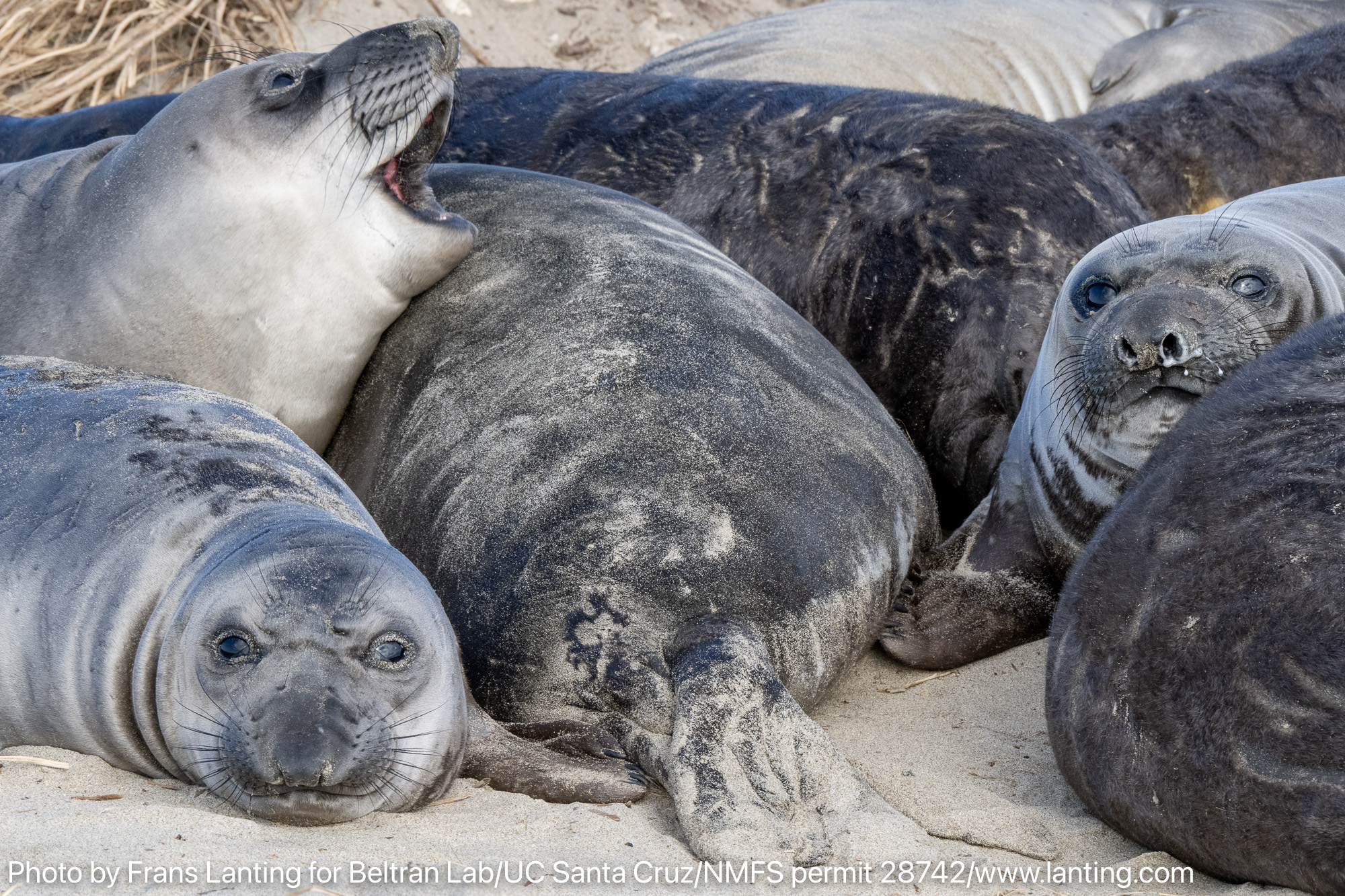 A group of seals lounging on the beach, some with open mouths, against a sandy backdrop.