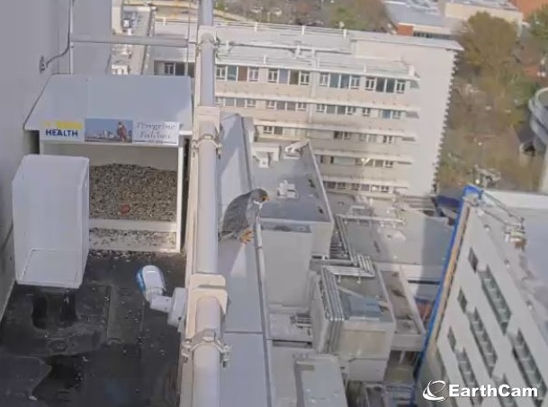 A peregrine falcon perched on ledge near nest