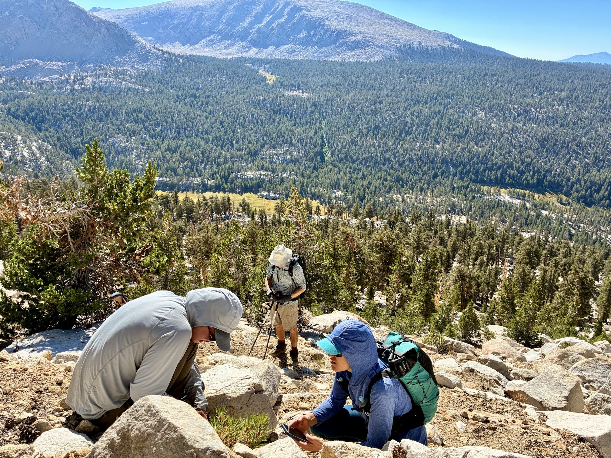 a male and female researcher lean over small Jeffrey pine tree measuring it. A man stands a few feet away looking down adn writing. The Sierra Nevada mountains expand across the horizon.