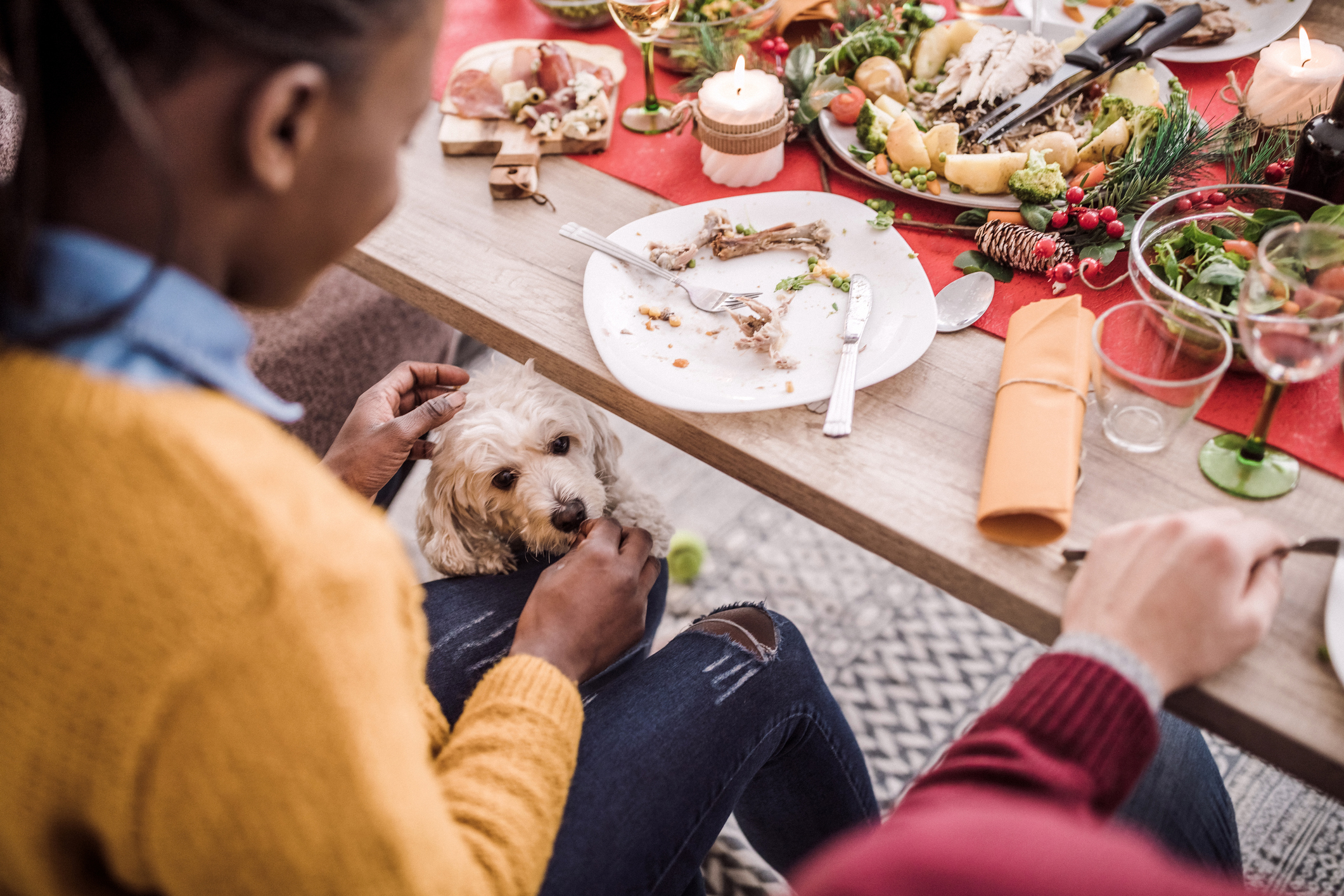 Small white dog underneath a table full of holiday food waits for food scrap from young Black female