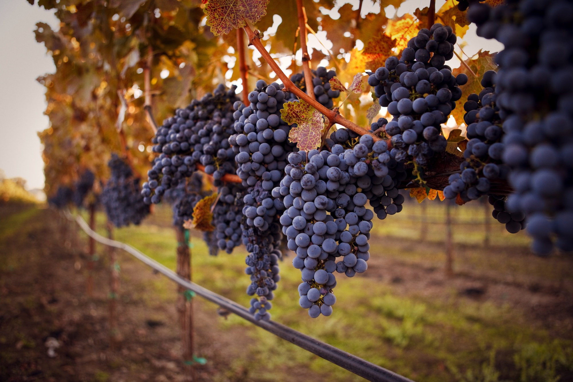 Close up view of cabernet wine grapes on the vine. They are a deep purple, ripe and ready to harvest. (Getty)