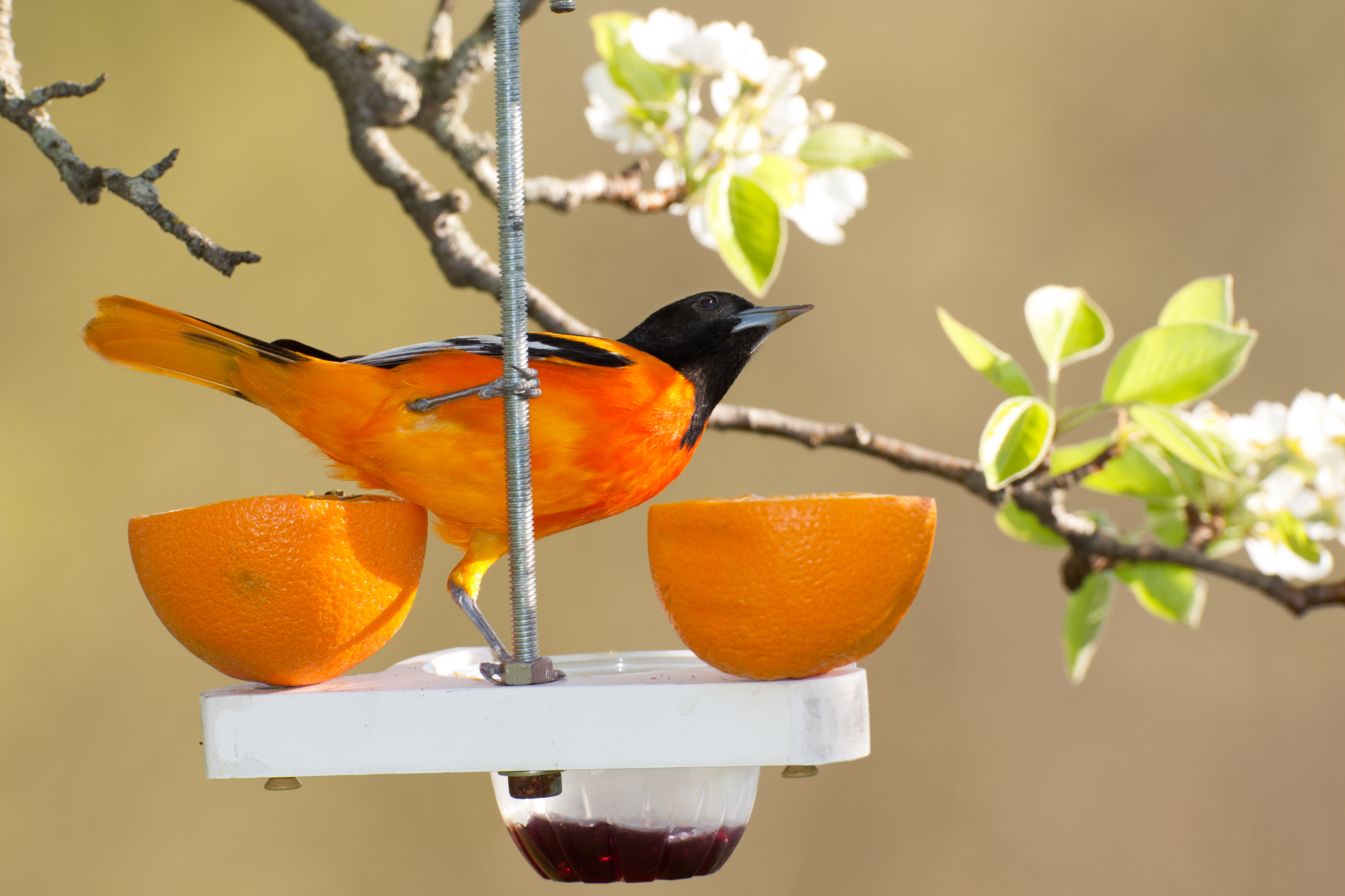 Bright orange with a black head, a Baltimore oriole bird stands at a white bird feeder that holds two halves of an orange. A white-flowered branch is in background