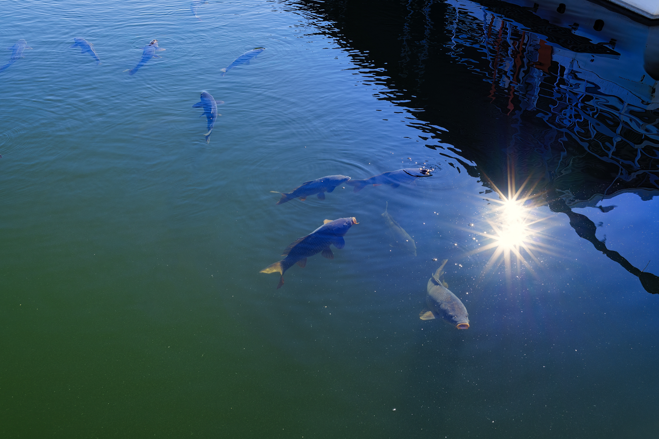 Shadows of catfish swim on the surface of Lake Powell