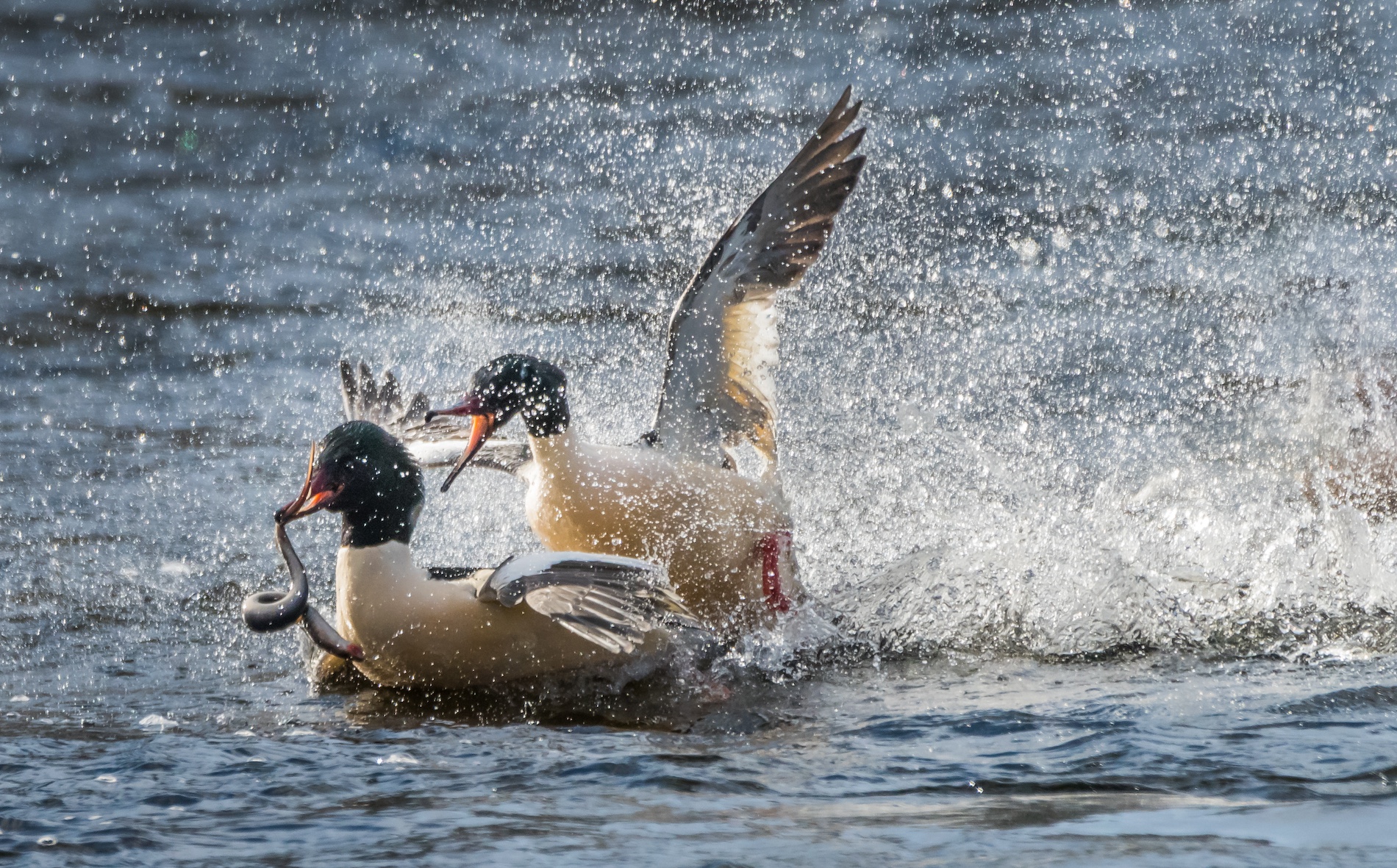 A gossander holds a lamprey in its mouth while another gossander flaps behind it, splashing water.