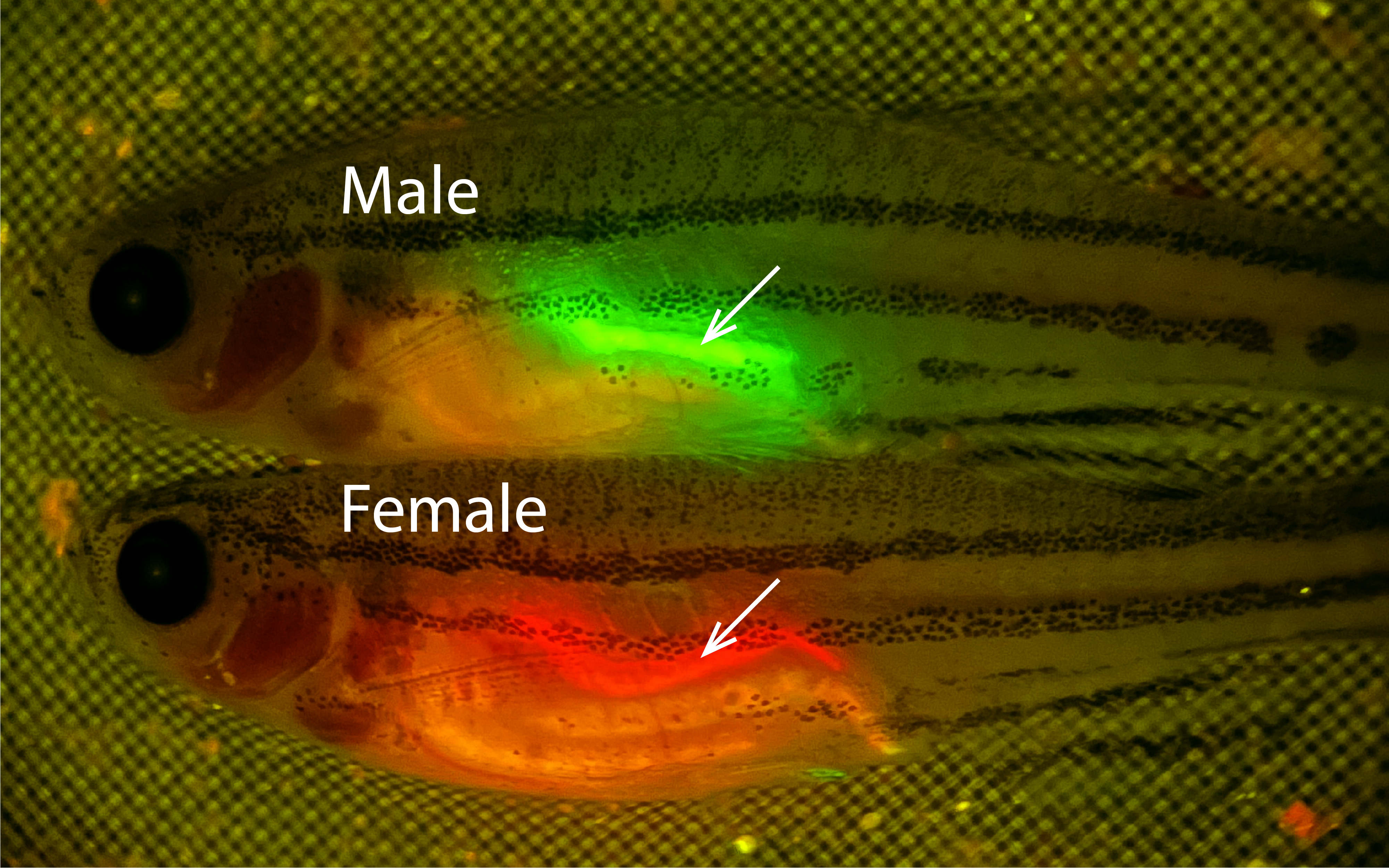 Two striped fish, one above the other. The upper fish glows green and the lower glows red. 