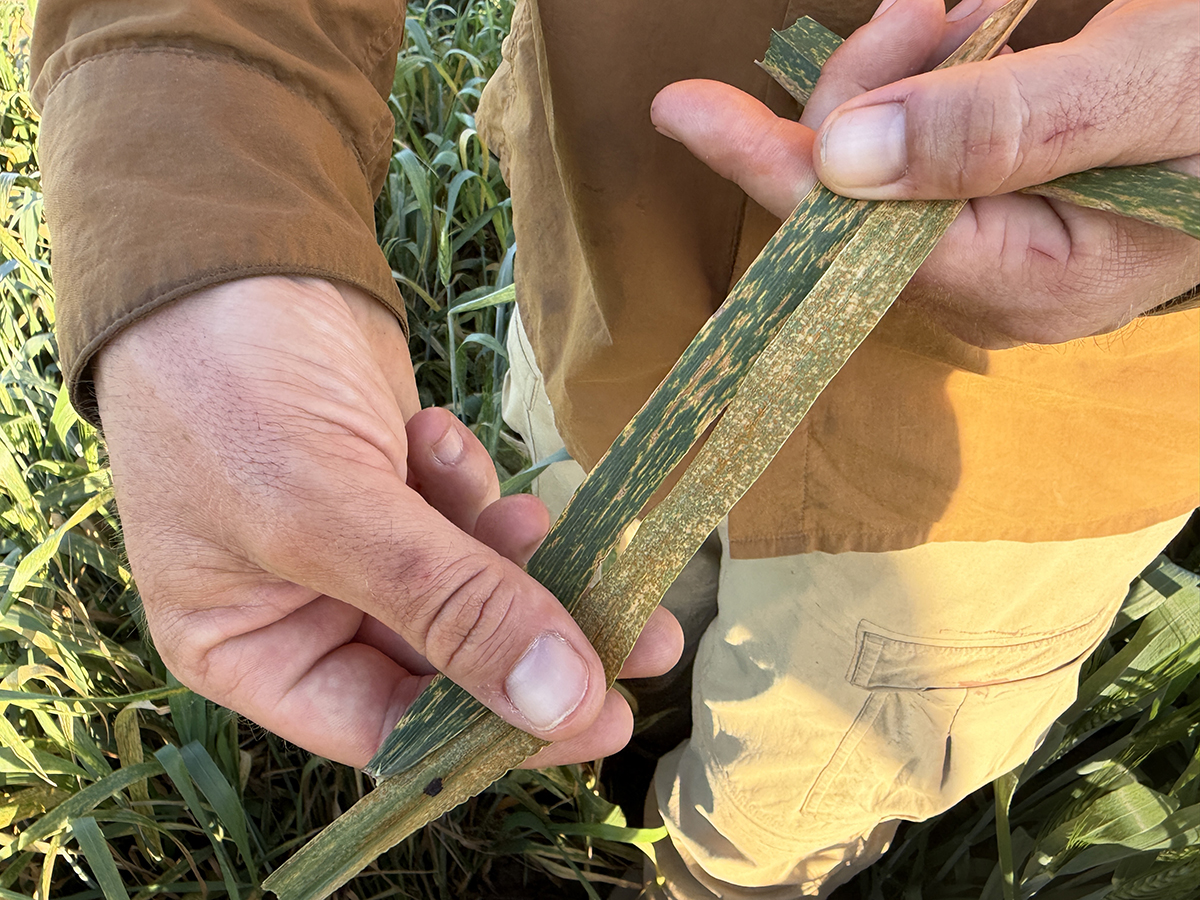 A person holds a green, damaged plant stem in a field, inspecting it closely.
