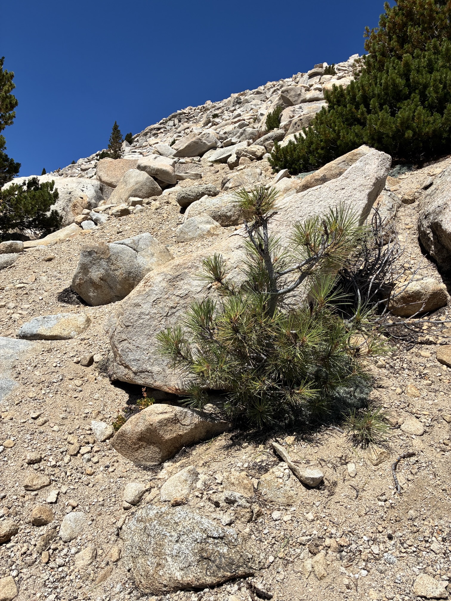 Small stunted Jeffrey pine growing out of bedrock on mountain slope 