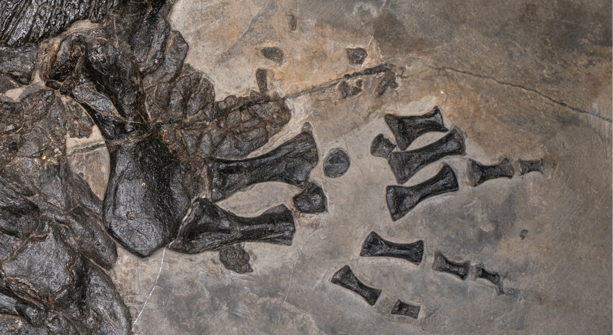 Fossilized left hand of a prehistoric marine amphibian showing bones and vertebrae embedded in gray rock